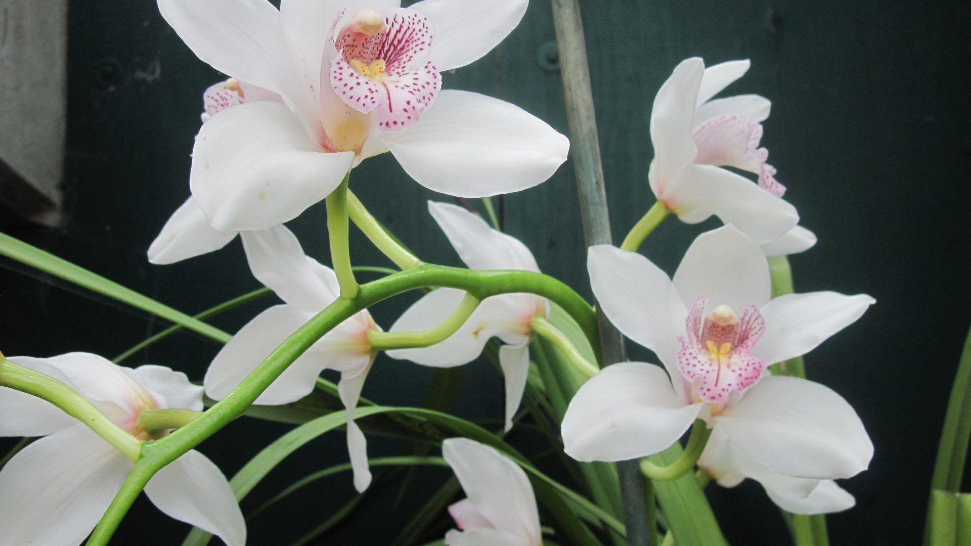 Gardener Tag wallpaper: Gardener Creativity Photography Flowers