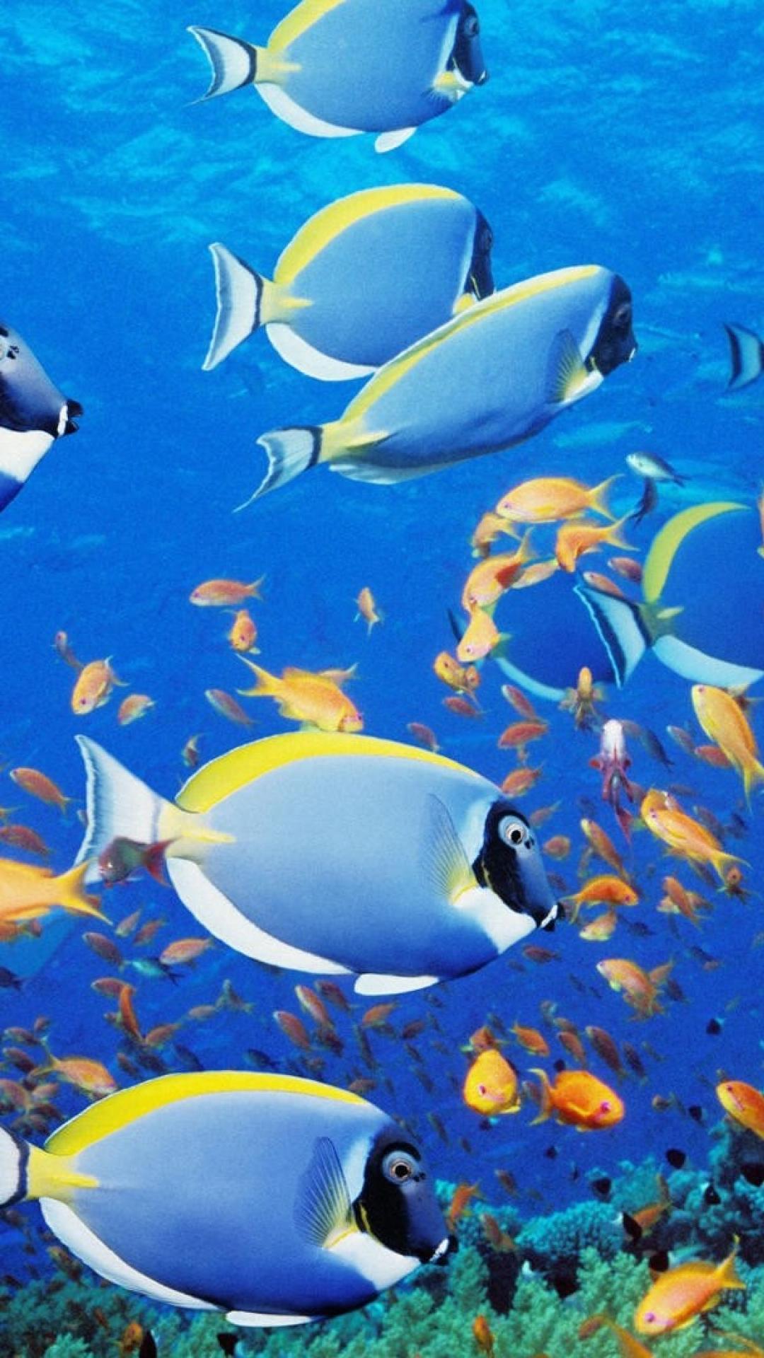 Sea fish wallpaper