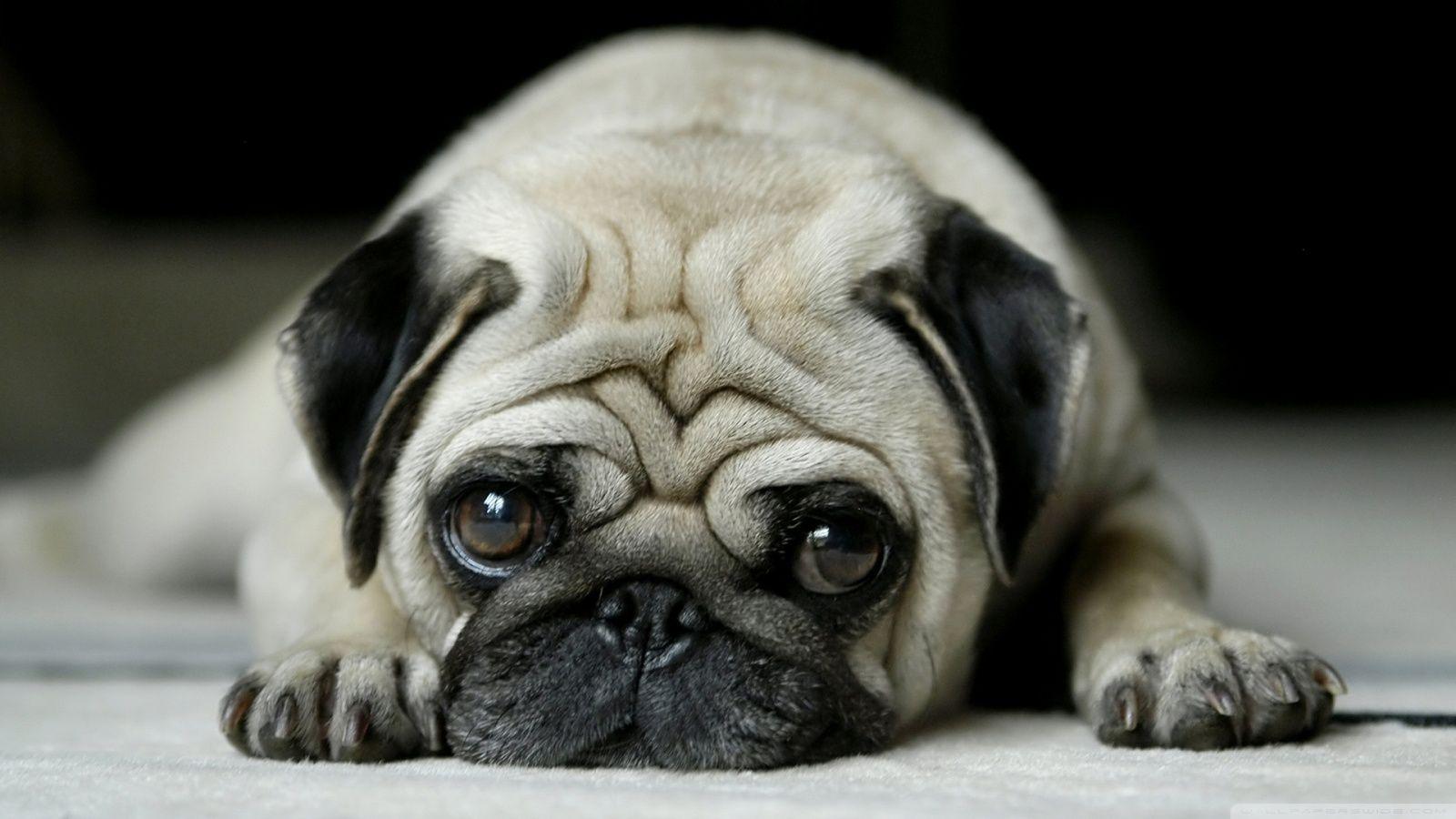 Pug ❤ 4K HD Desktop Wallpaper for 4K Ultra HD TV • Wide & Ultra