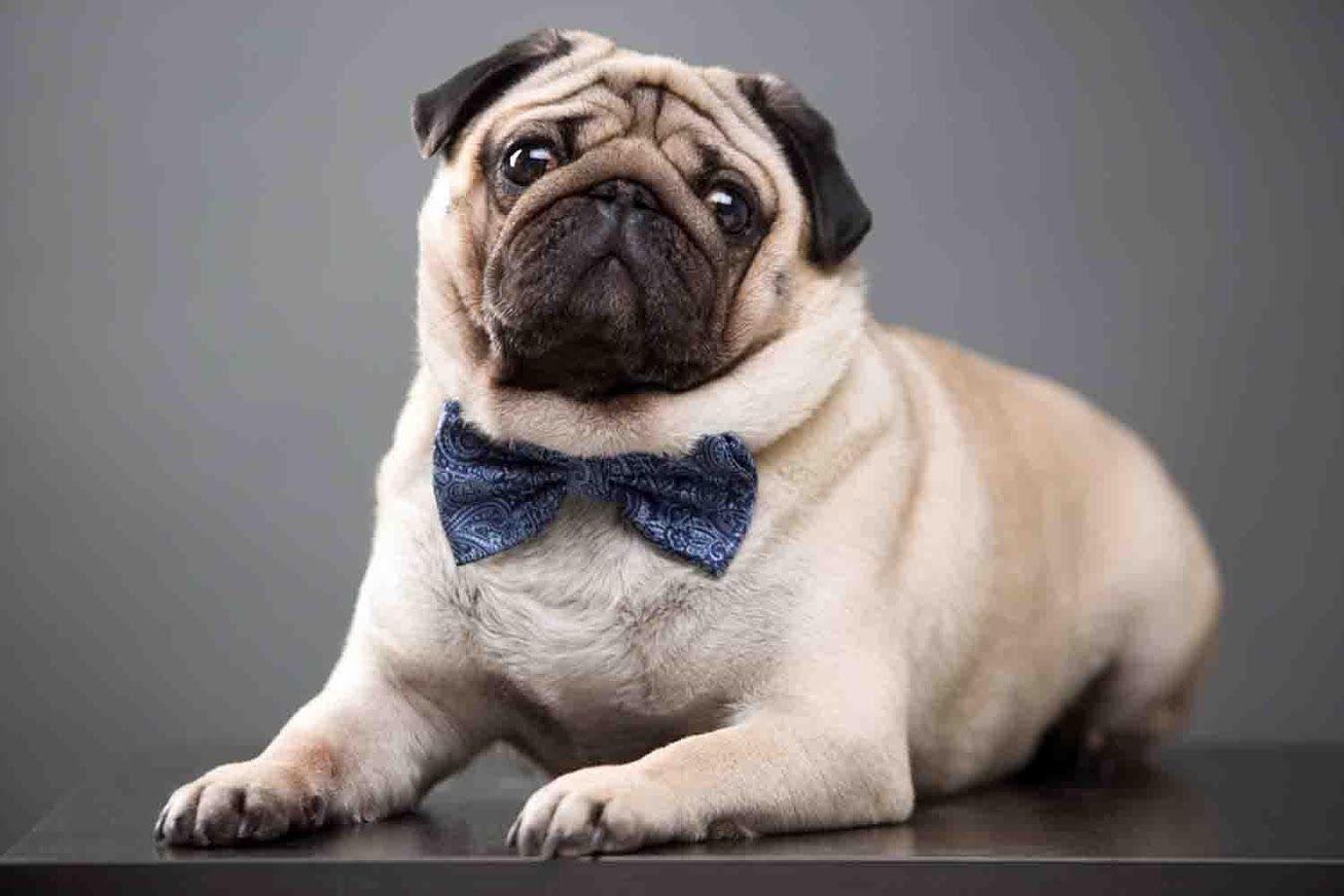 Pug HD Wallpaper. HD Wallpaper. Pug wallpaper, HD