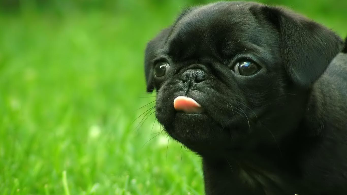 black pug desktop wallpaper. F A U N A. Black pug