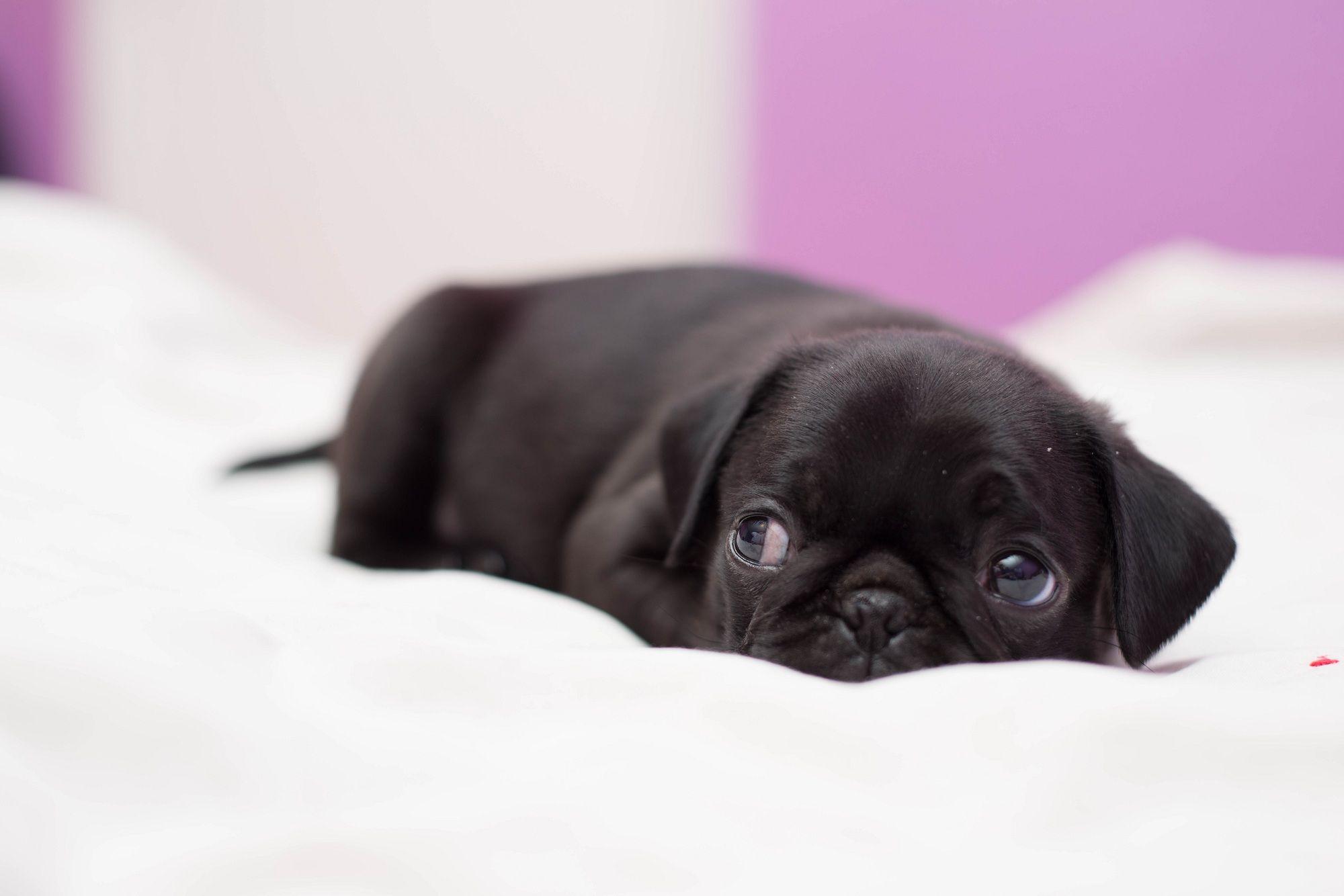 Baby Black Pugs Wallpaper Hd