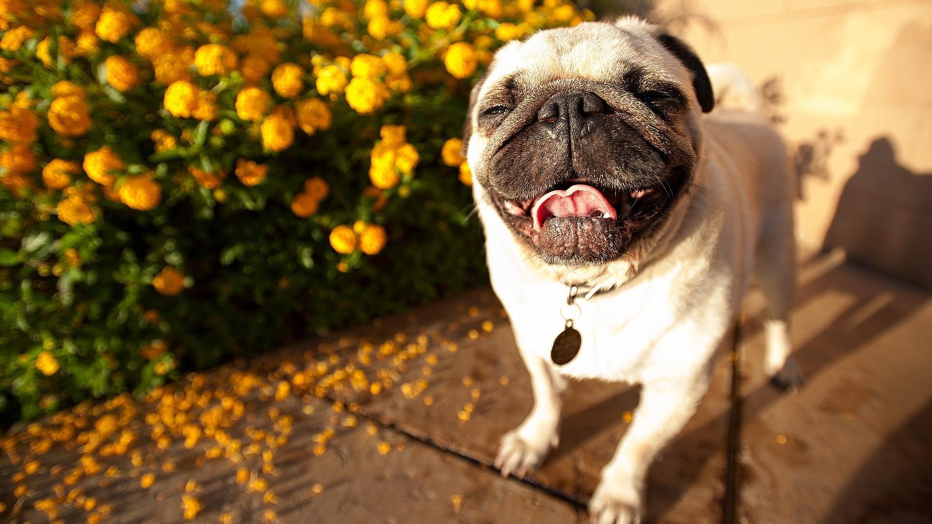 Animals dogs pugs wallpaper