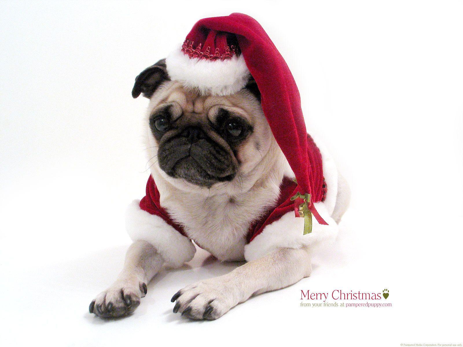 funny pugs image Christmas pug HD wallpaper and background photo