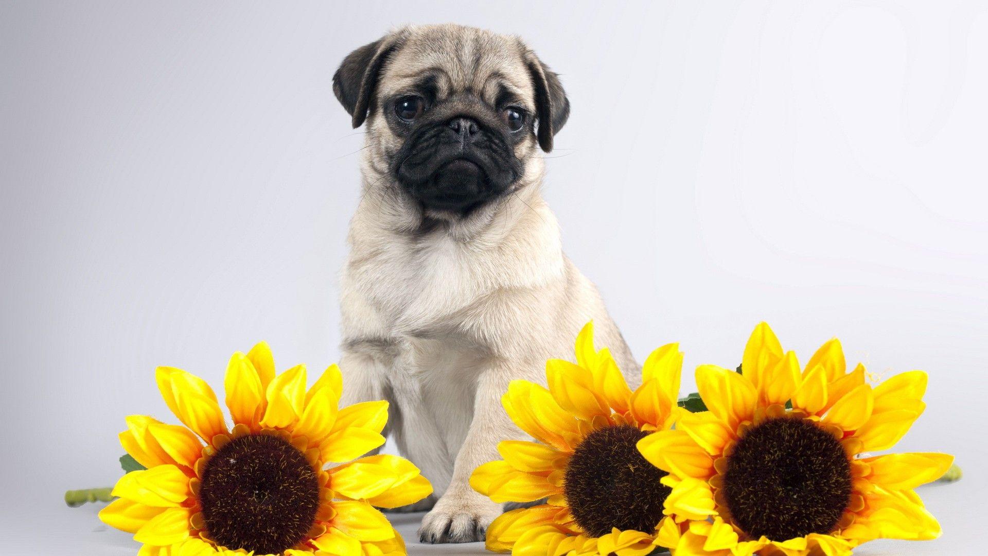 Pug and sunflowers wallpaper. PC