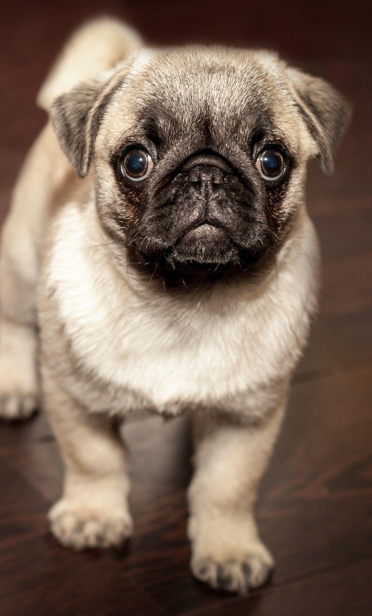 Pug Puppies Wallpaper