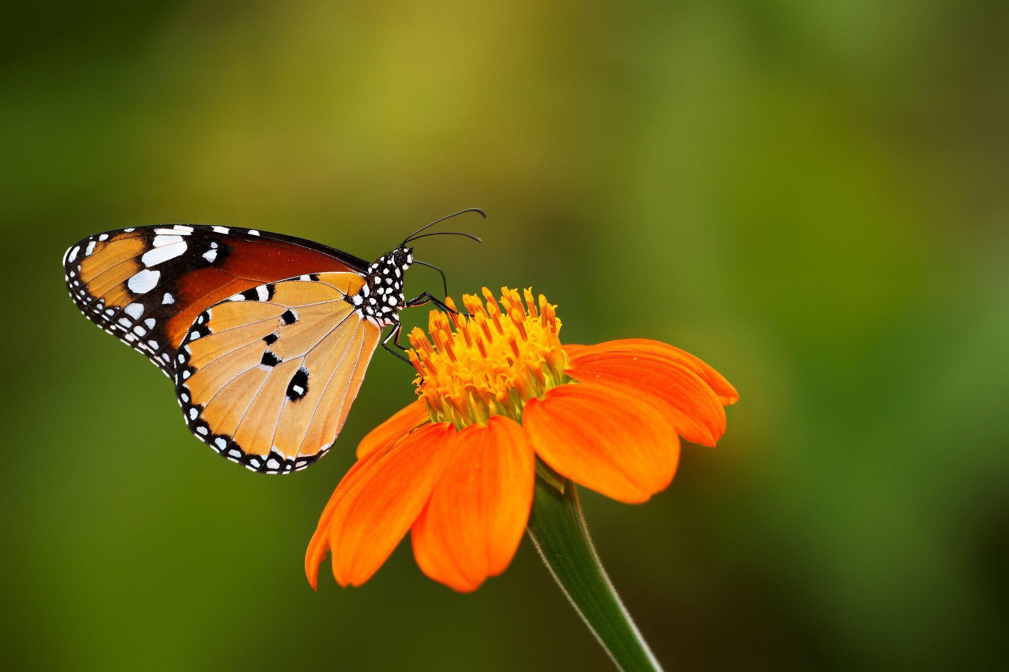 Beautiful Butterfly wallpaper HD free. Birds