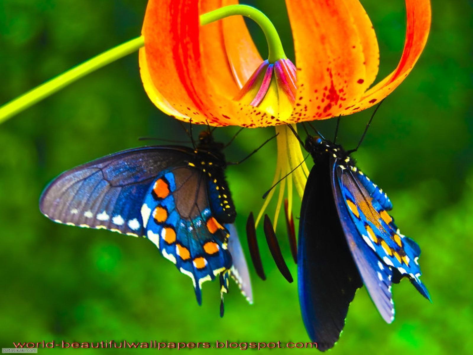 Beautiful Butterfly Wallpaper Group (74)