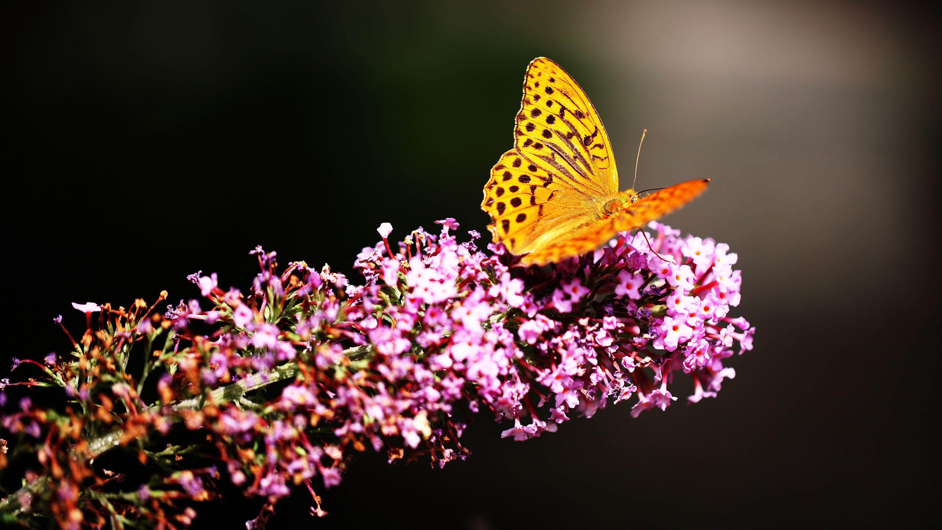Beautiful Butterfly 4k, HD Animals, 4k Wallpapers, Image