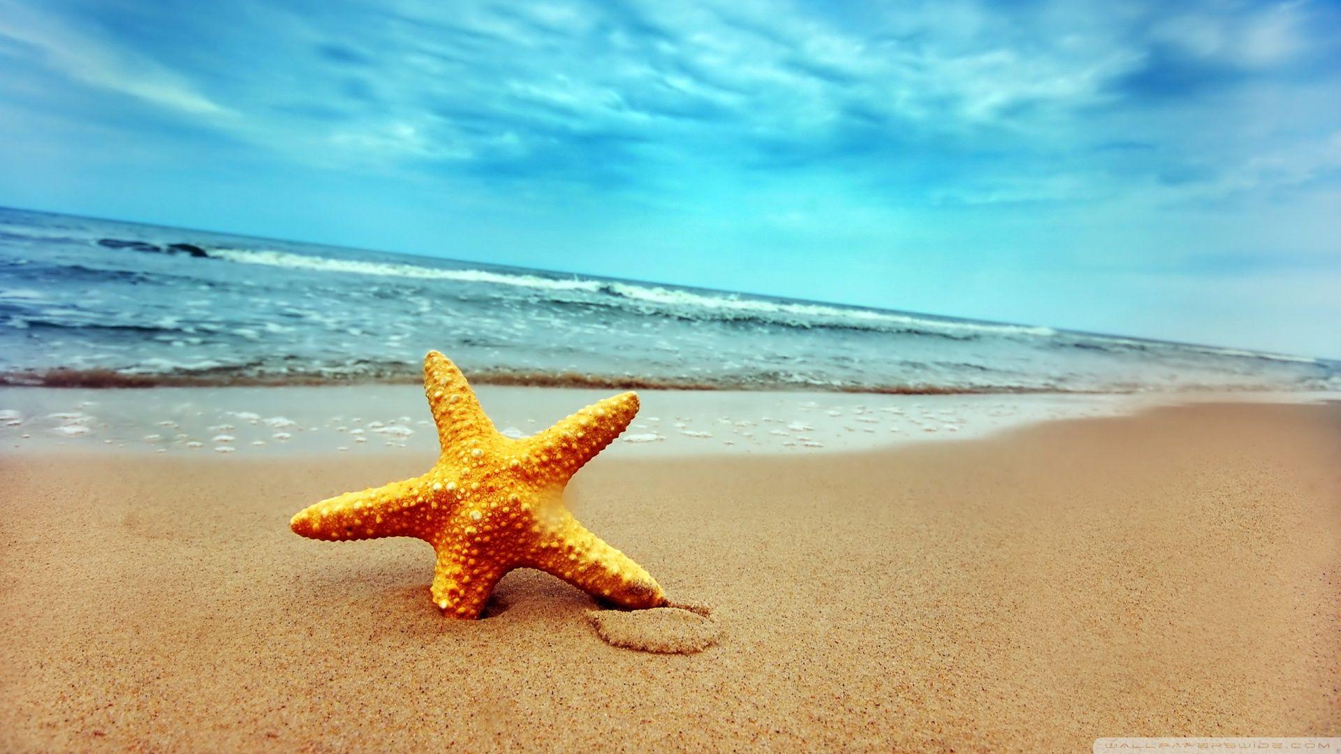 Starfish On The Beach ❤ 4K HD Desktop Wallpaper for 4K Ultra HD TV