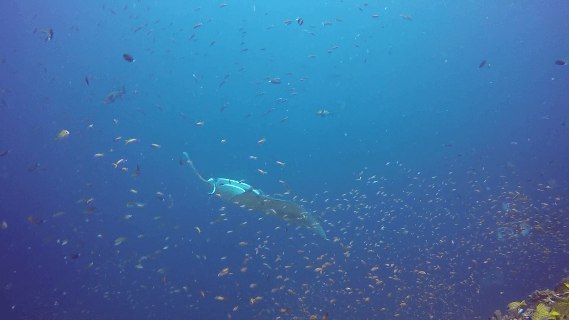 Manta ray relax on background of underwater school fish in ocean