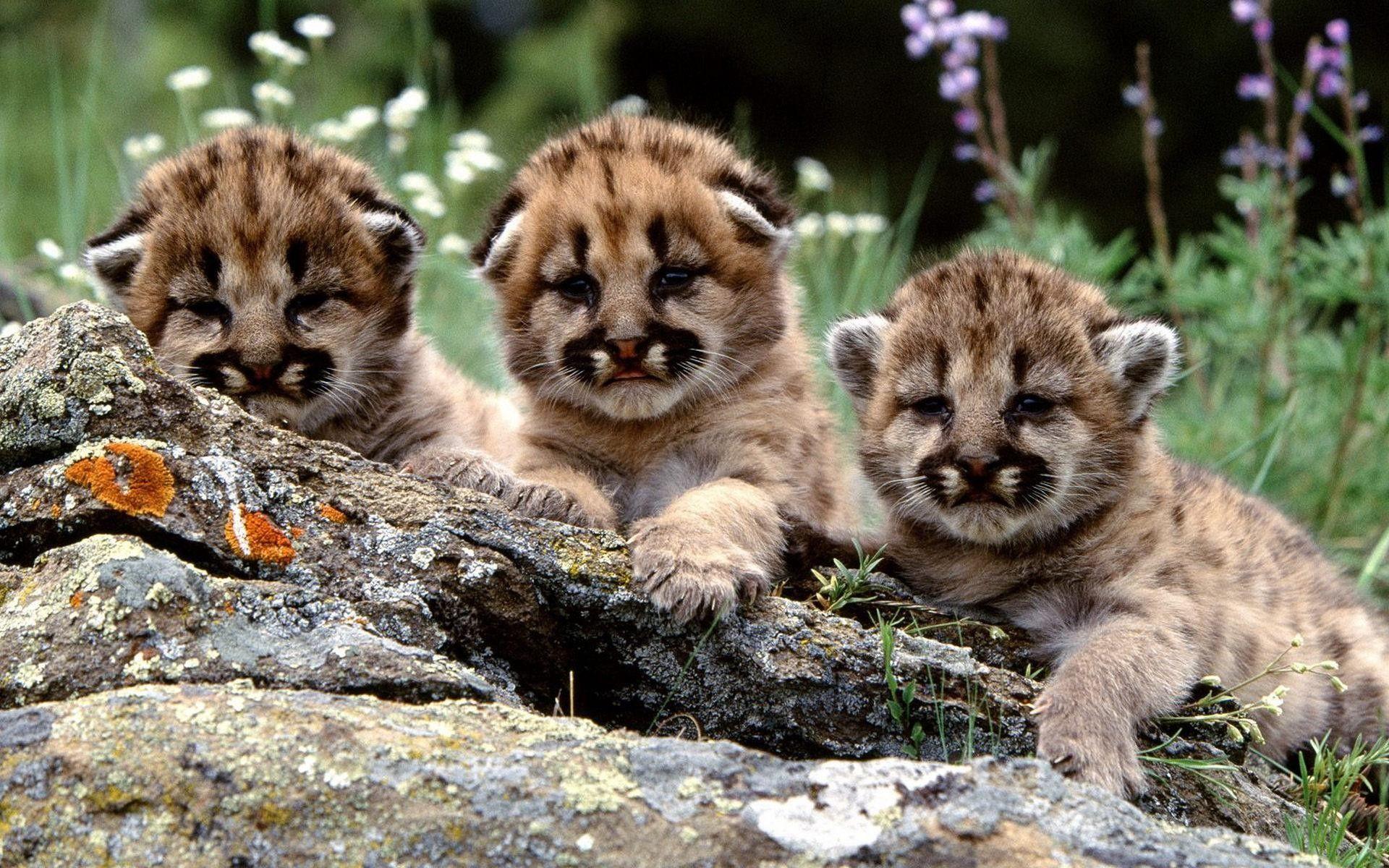 Cute Tiger Baby Pics