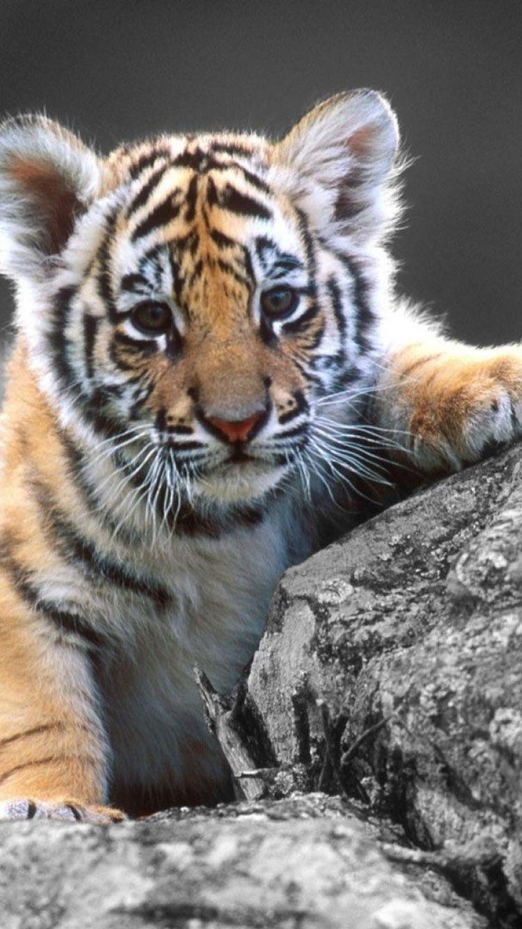 Cute Baby Tiger HD Wallpaper