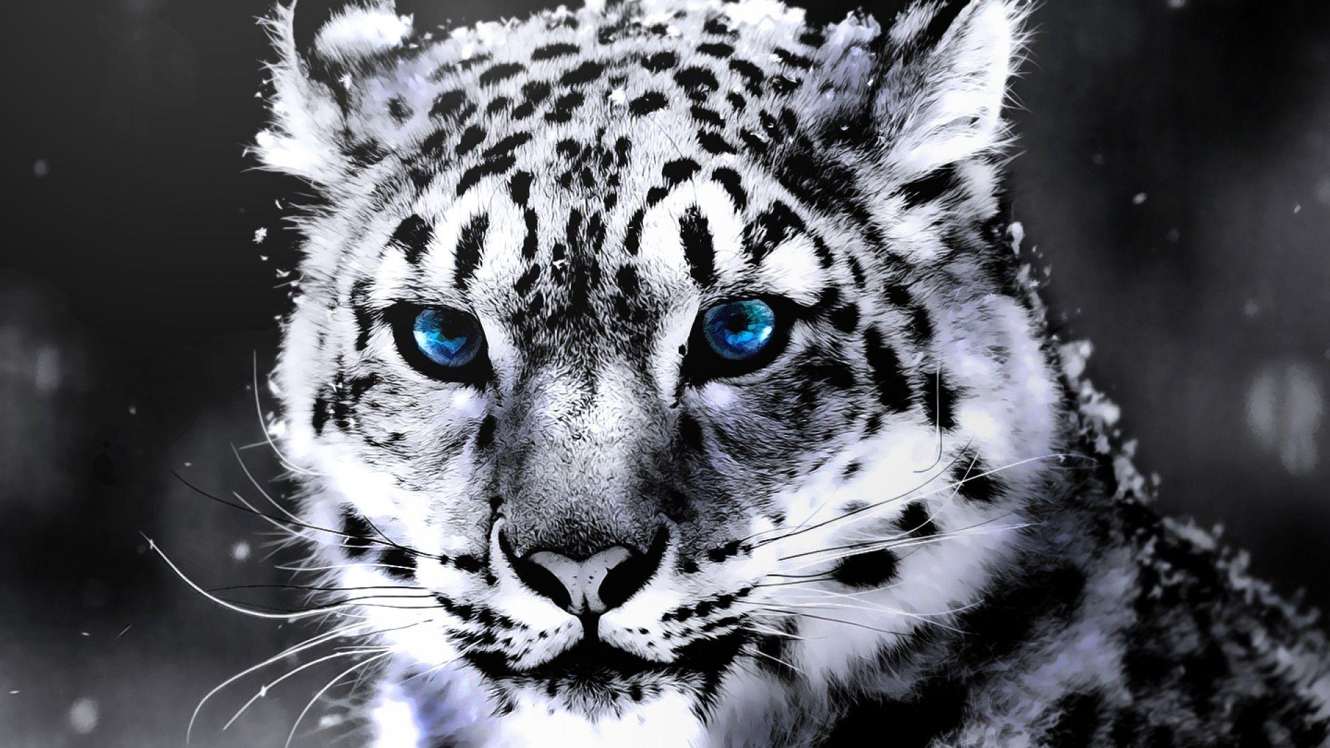baby white tiger image
