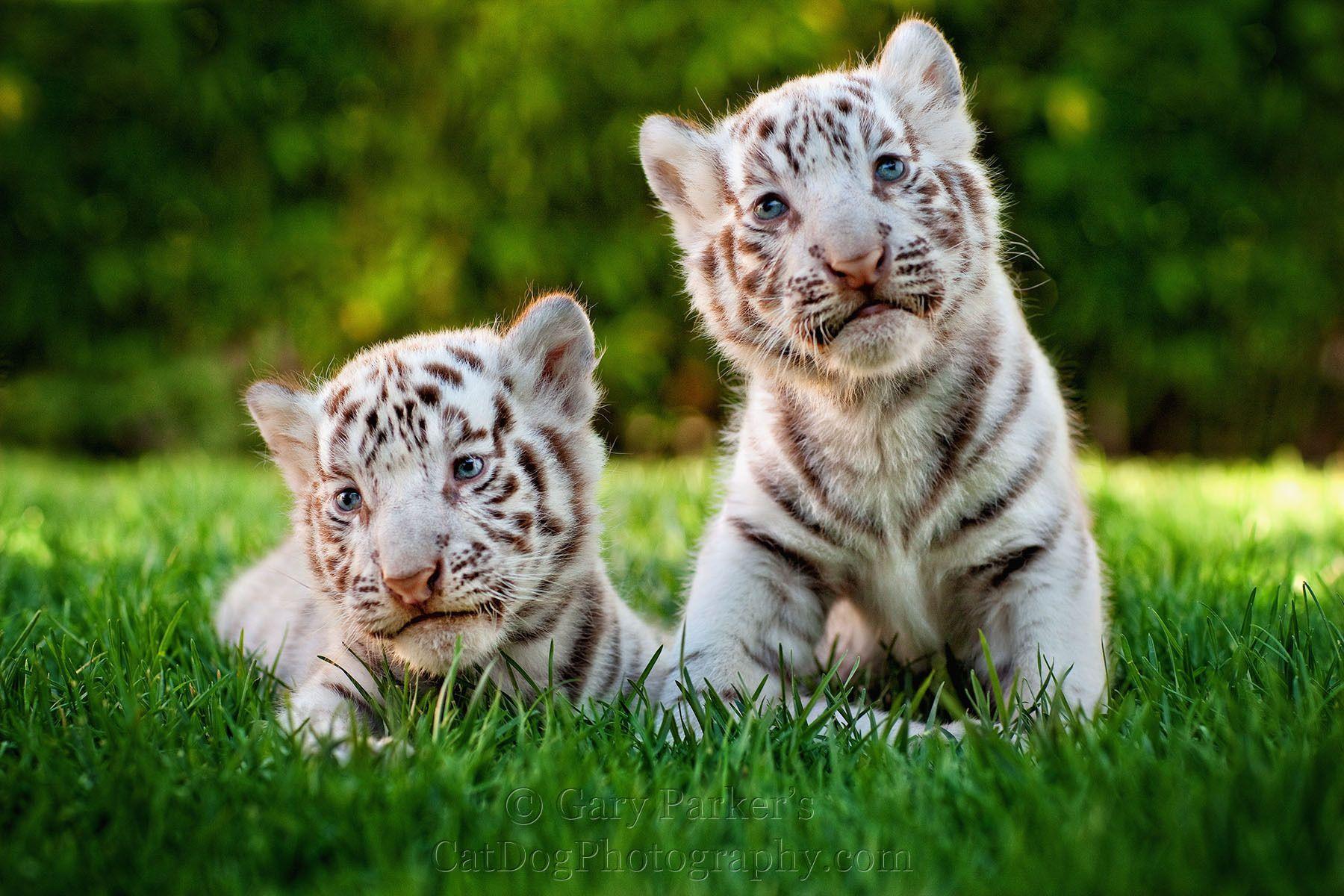 Two Cute White Tiger Baby Cubs. Animals :). Baby cubs
