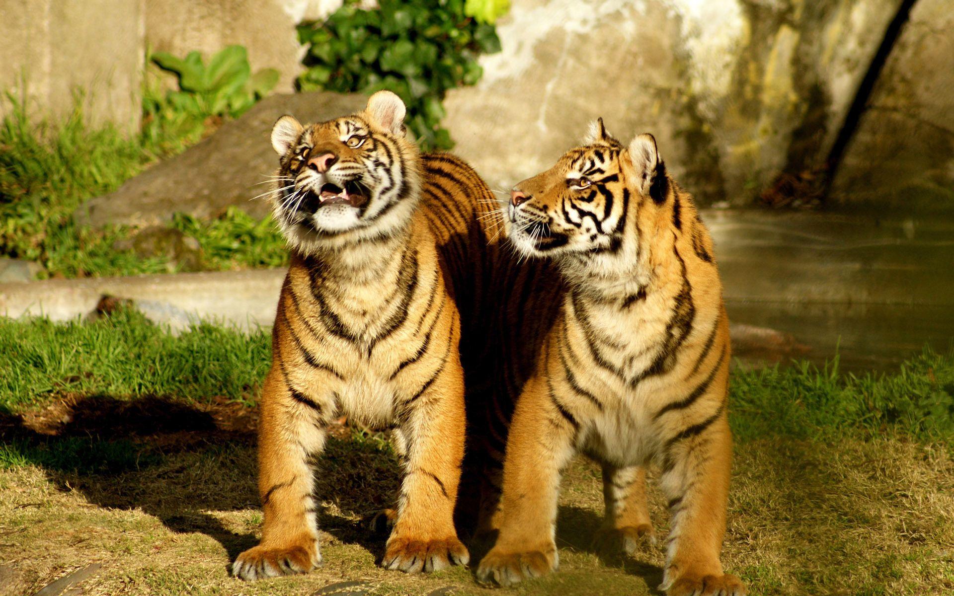 Cute Baby Tiger Image