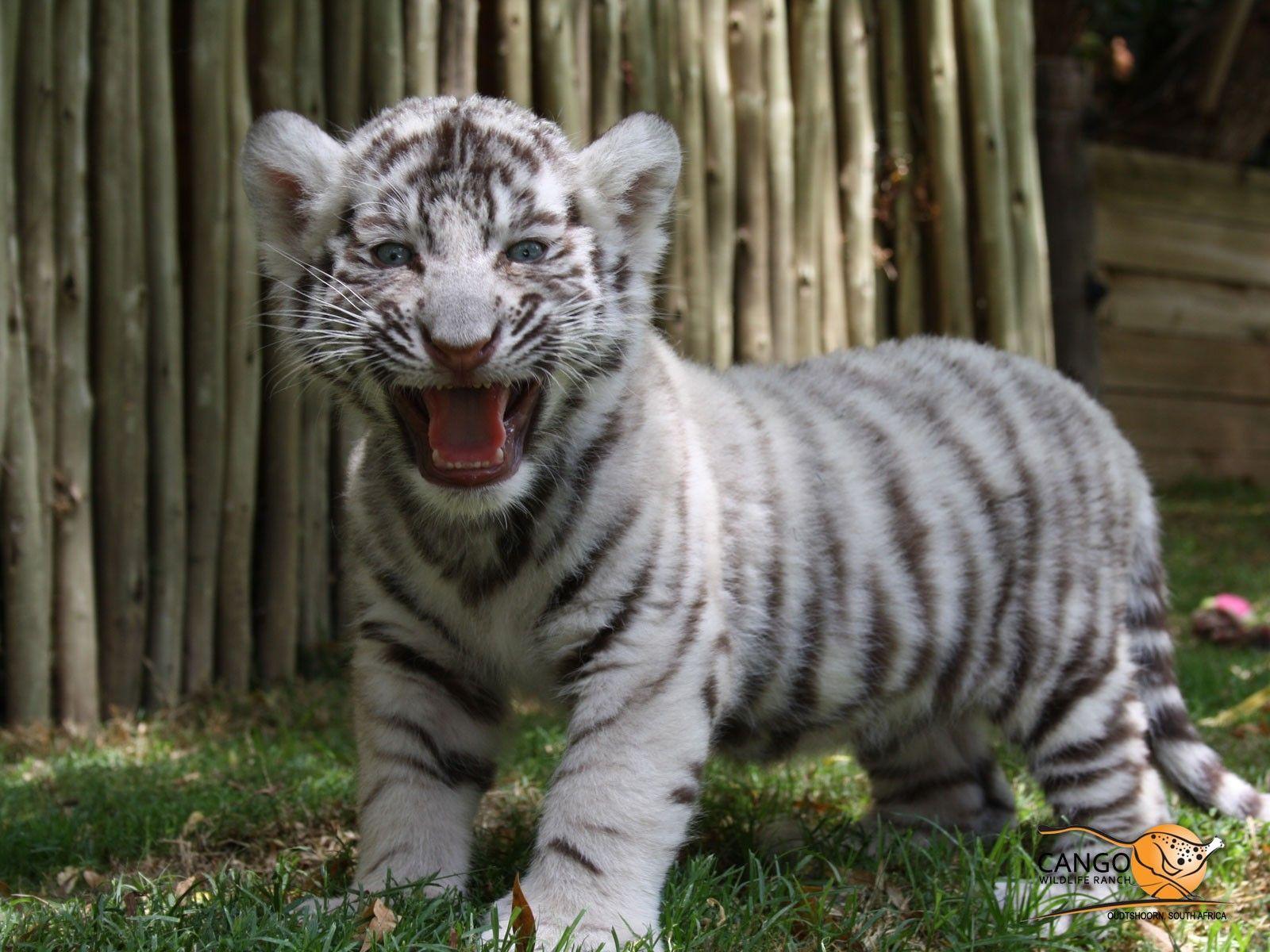 White Tiger Wallpaper New Pics Cute Baby Tigers Impremedia. Amazing