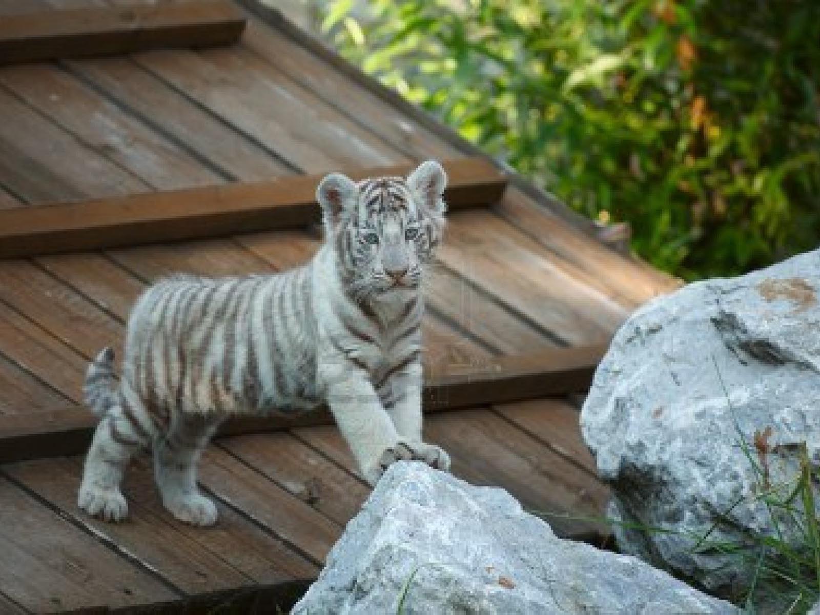 Tiger Wallpaper Free Download White Cute Cub Animal HD Desktop. HD