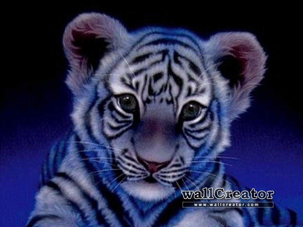 Cute Tiger Baby Wallpaper