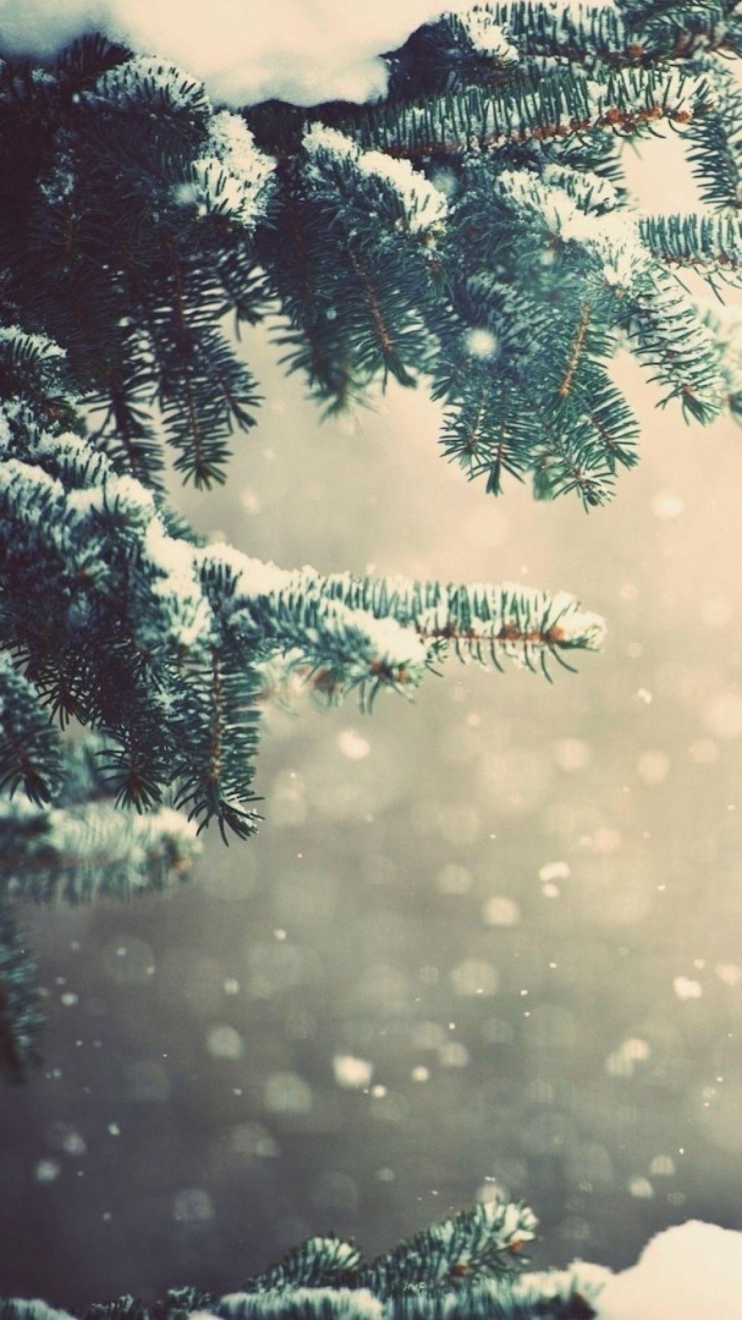 Wallpaper winter, spruce, branches, snow, glare