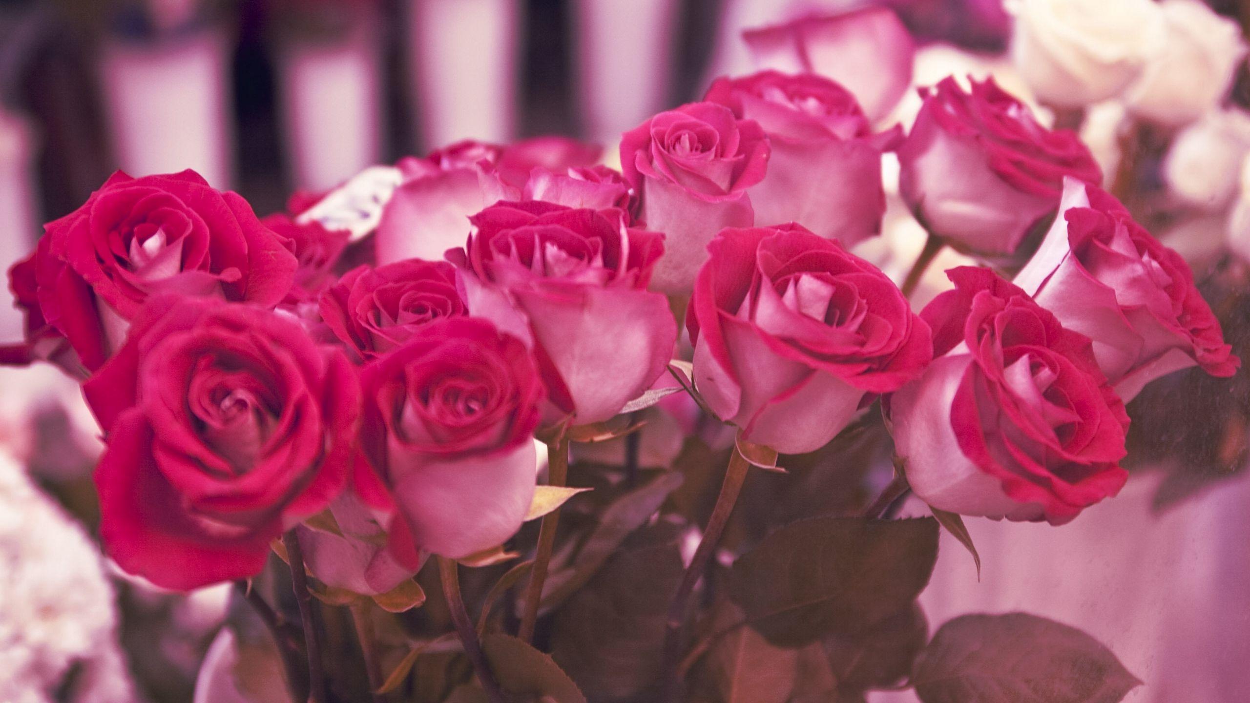 Download wallpaper 2560x1440 roses, flowers, miscellaneous, beauty