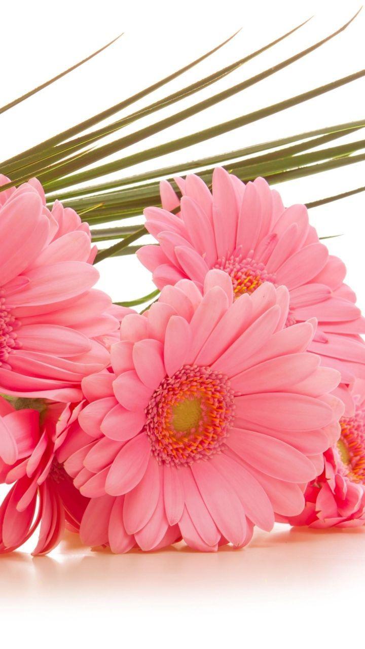 Download Wallpaper 720x1280 Gerbera, Flowers, Bouquet, Pink, Green