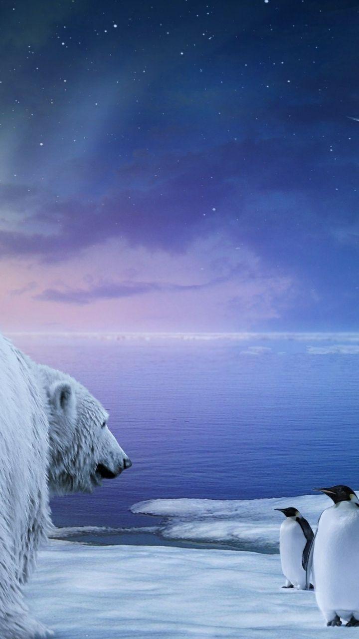 Download Wallpaper 720x1280 Polar bear, Penguin, Northern lights