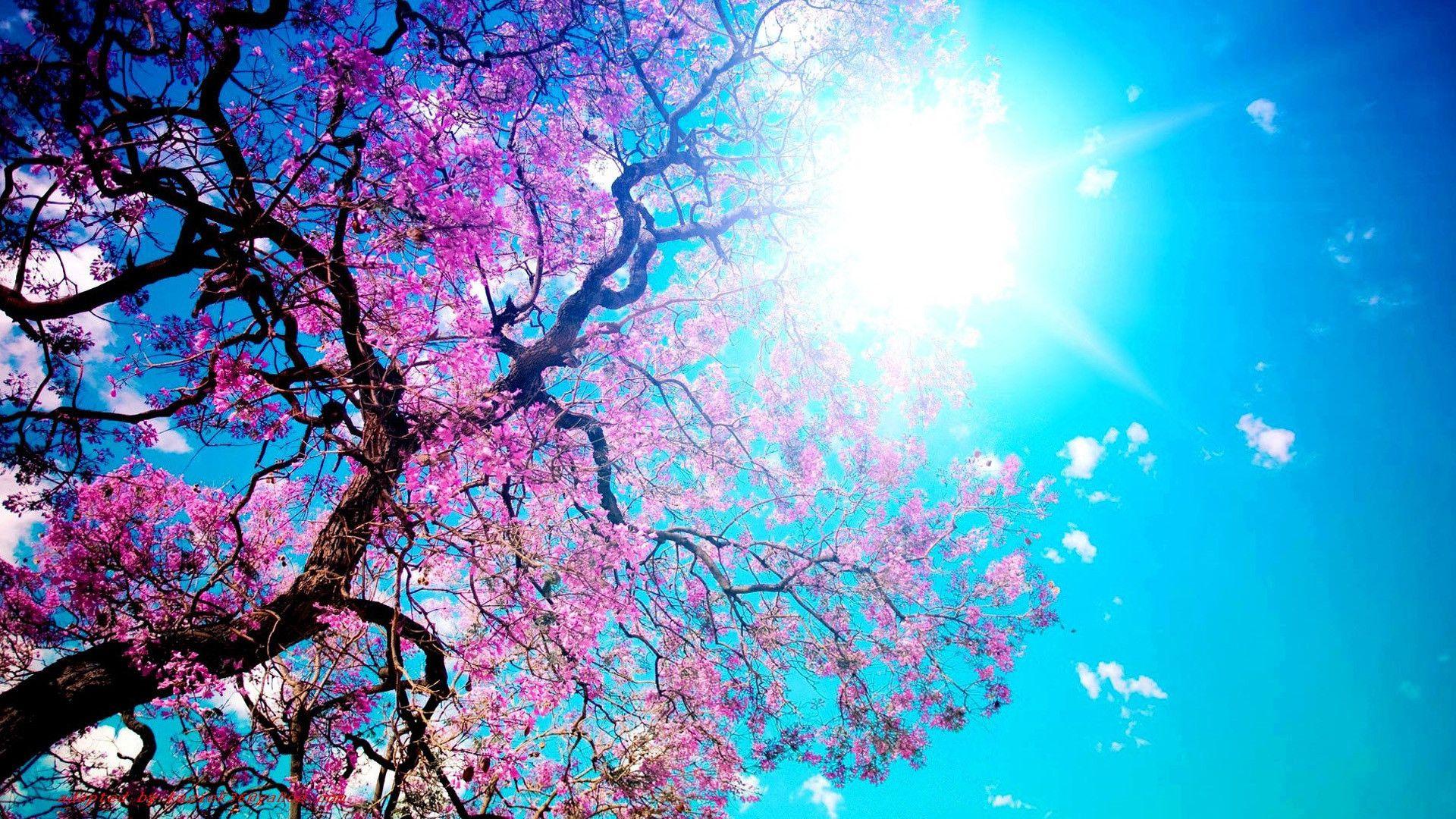 Spring Wallpaper Computer