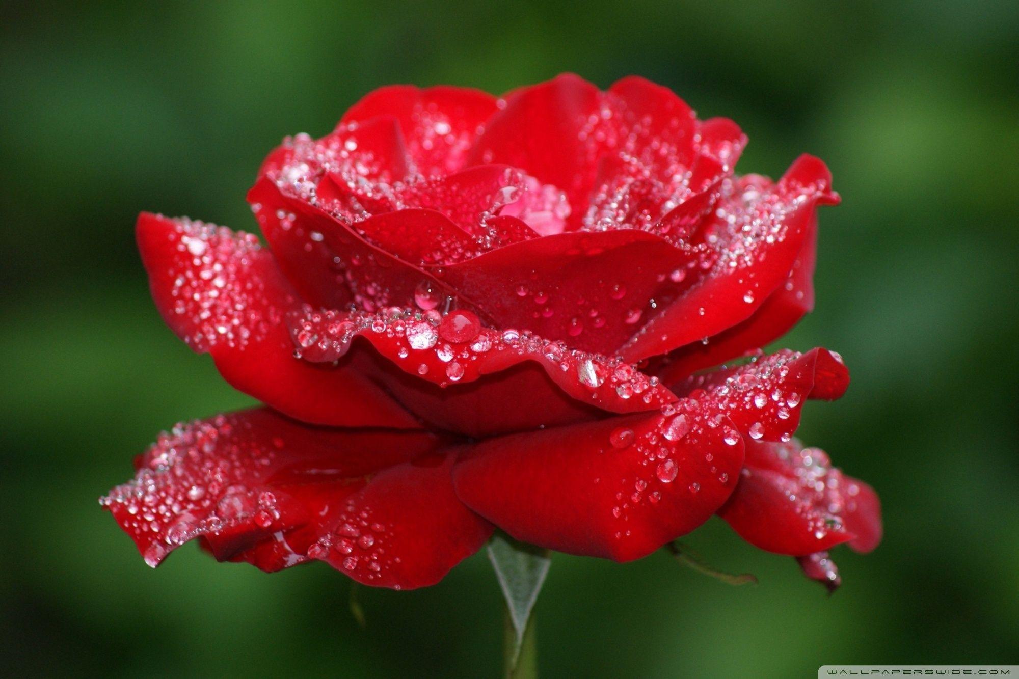 Red Rose Flower ❤ 4K HD Desktop Wallpaper for 4K Ultra HD TV