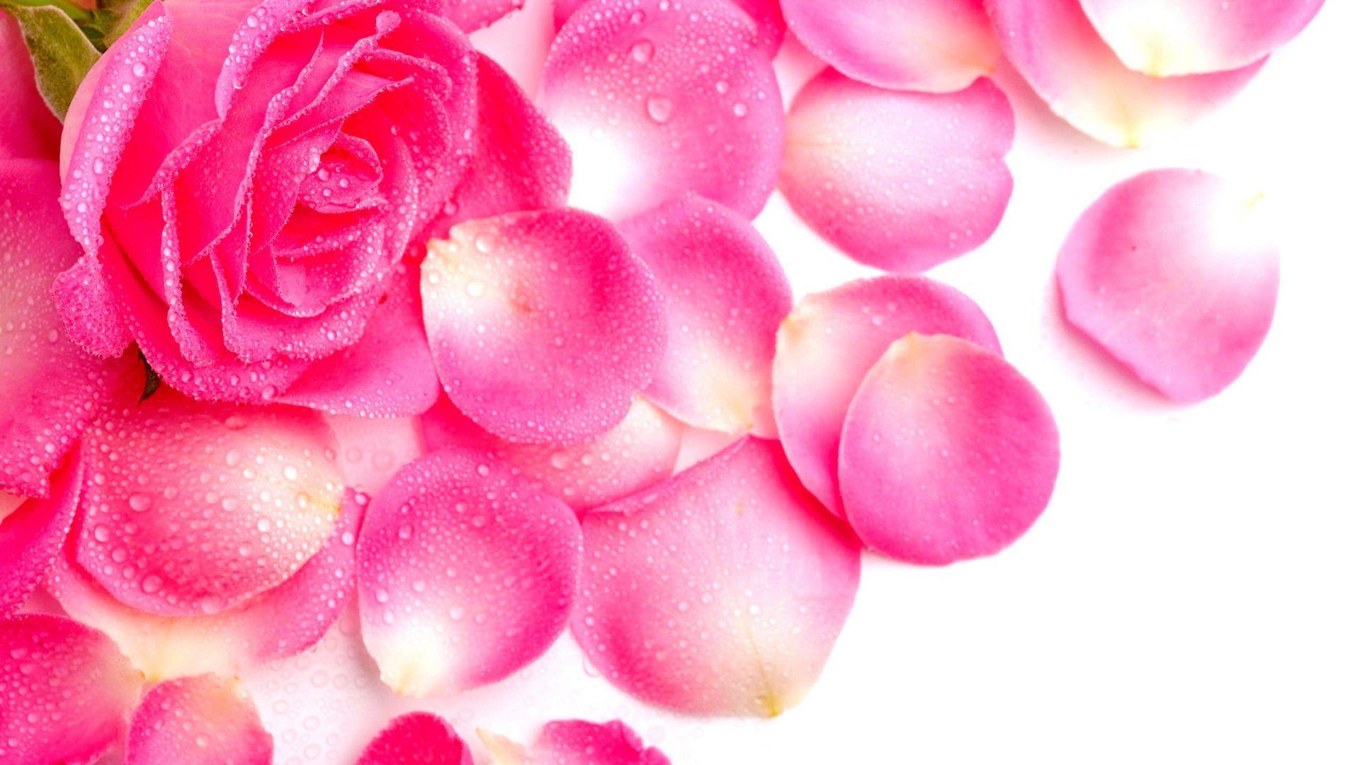 Waterdrops Tag wallpaper: Roses Loveliness Flowers Waterdrops Soft