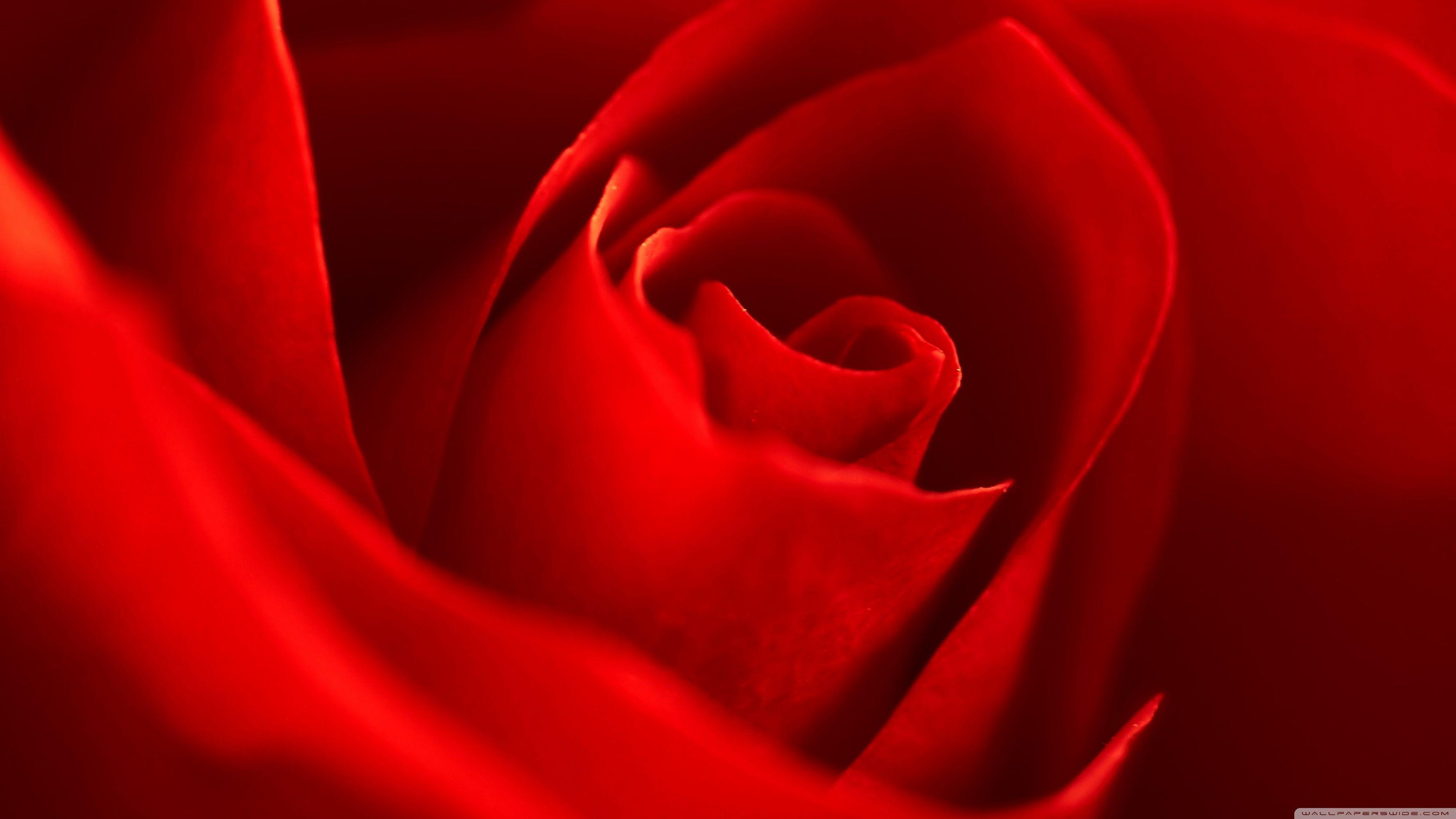 Very Beautiful Red Rose Flower ❤ 4K HD Desktop Wallpaper for 4K