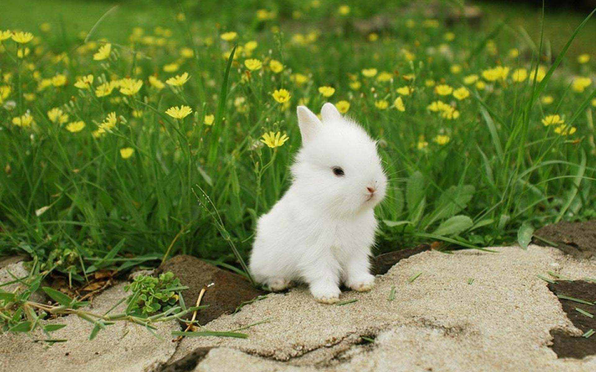 Cute White Rabbit Wallpaper 07799