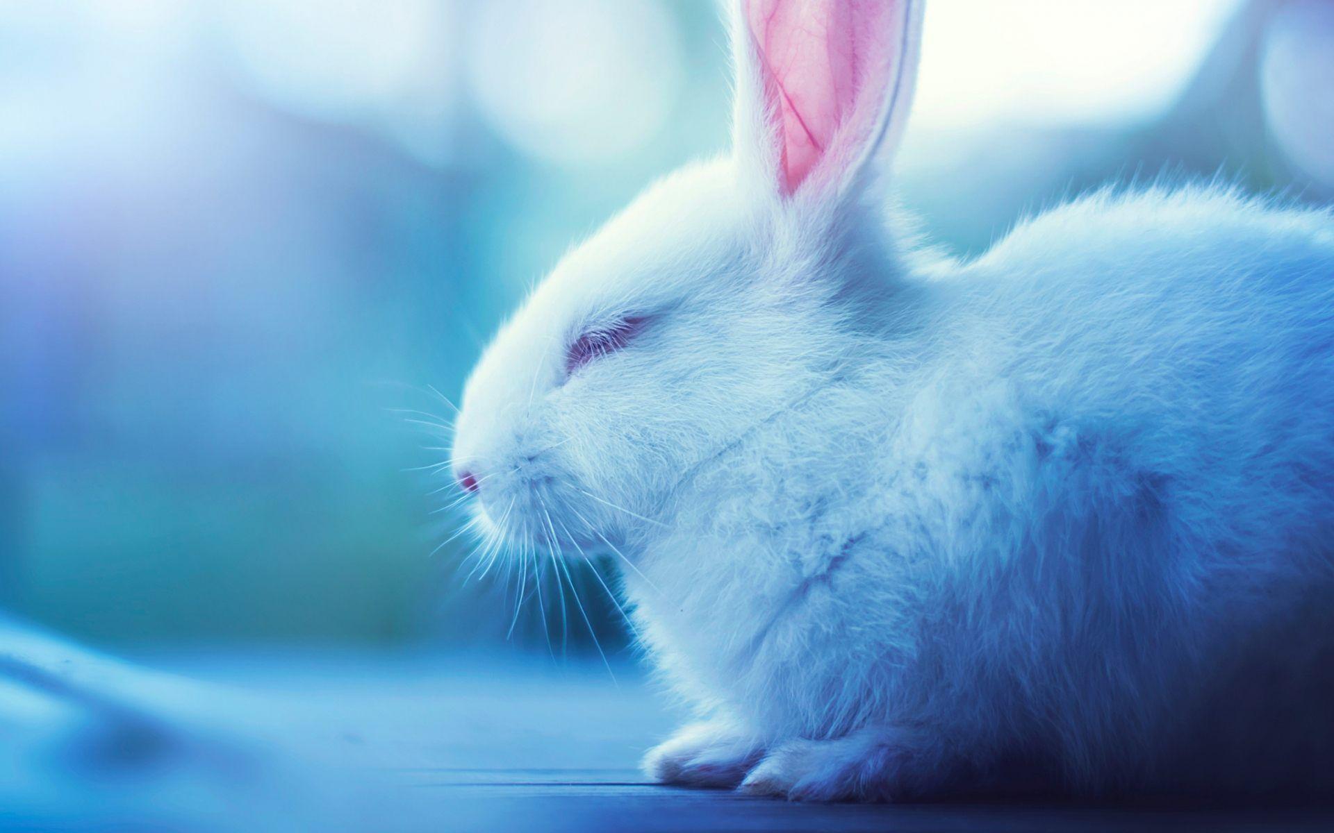 cute bunny background Gallery
