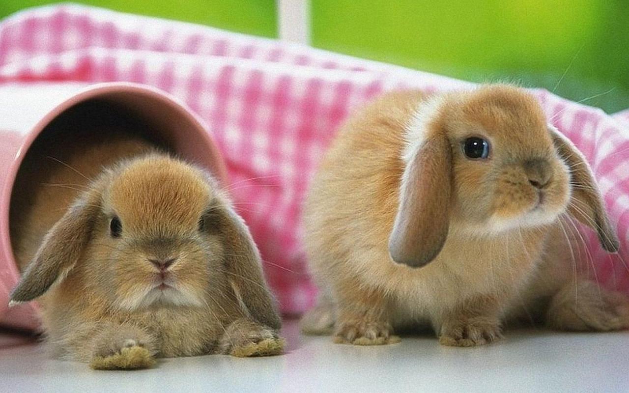 Cute Rabbits. Cute Rabbit 27270 HD Wallpaper. animals- bunnies