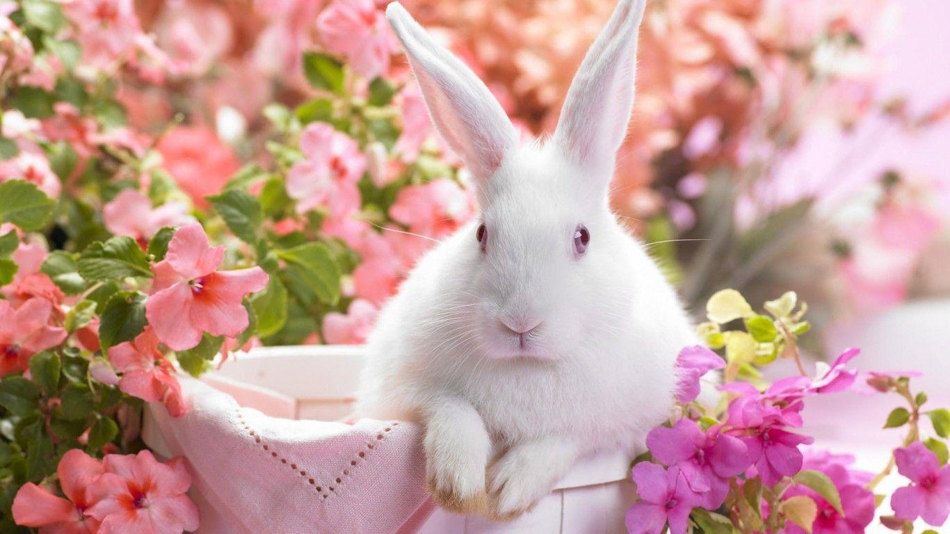 Wallpaper: Cute Rabbit Wallpaper