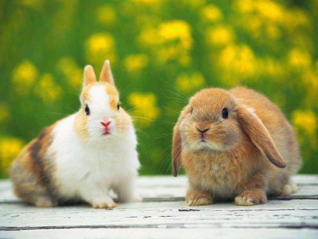 Lovable Image: Download Rabbits Picture.. Beautiful rabbit HD
