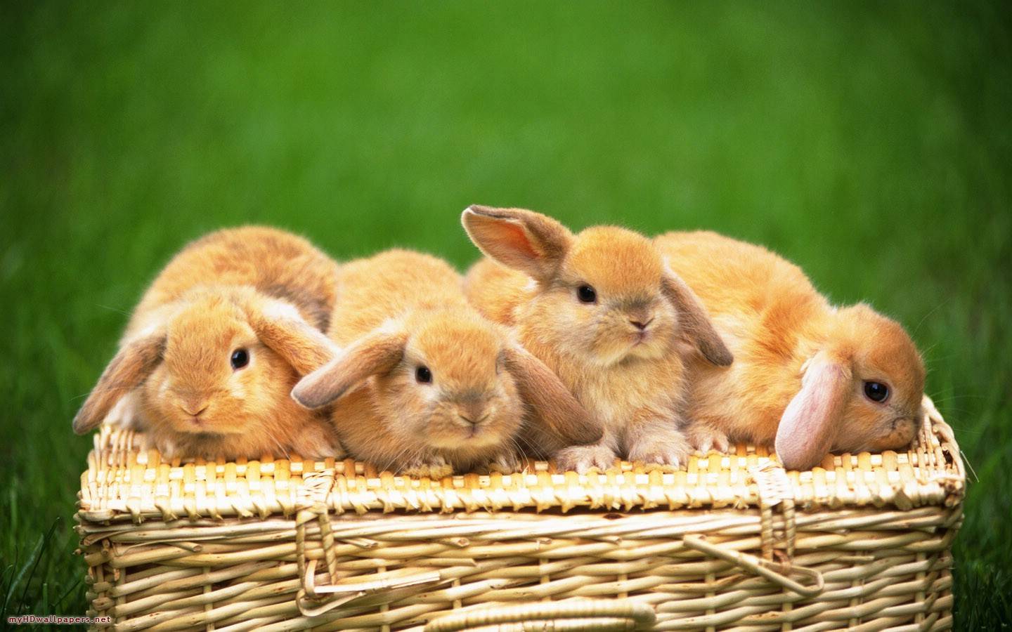 Four Cute Rabbits Wallpaper. Cuteness