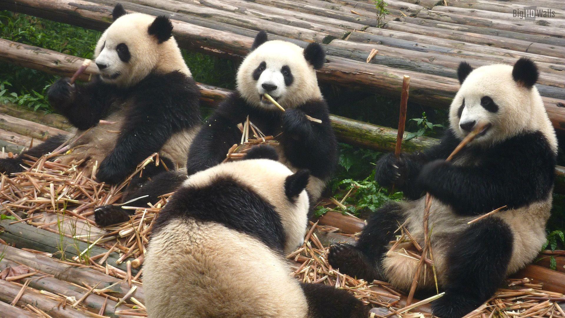 Cute Pandas wallpaper HD