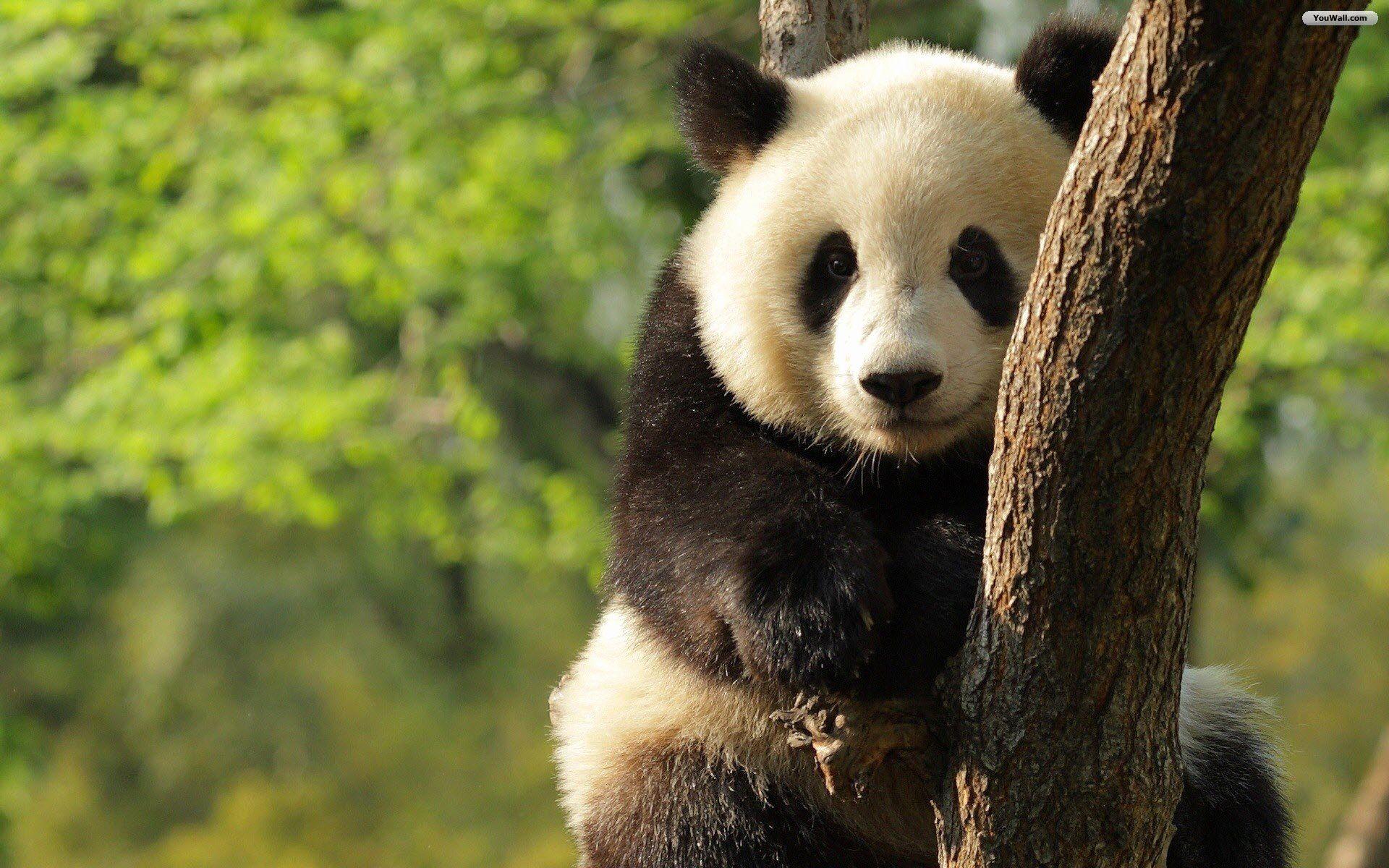 Awesome Panda Wallpaper Picture Wallpaper Collection. HD