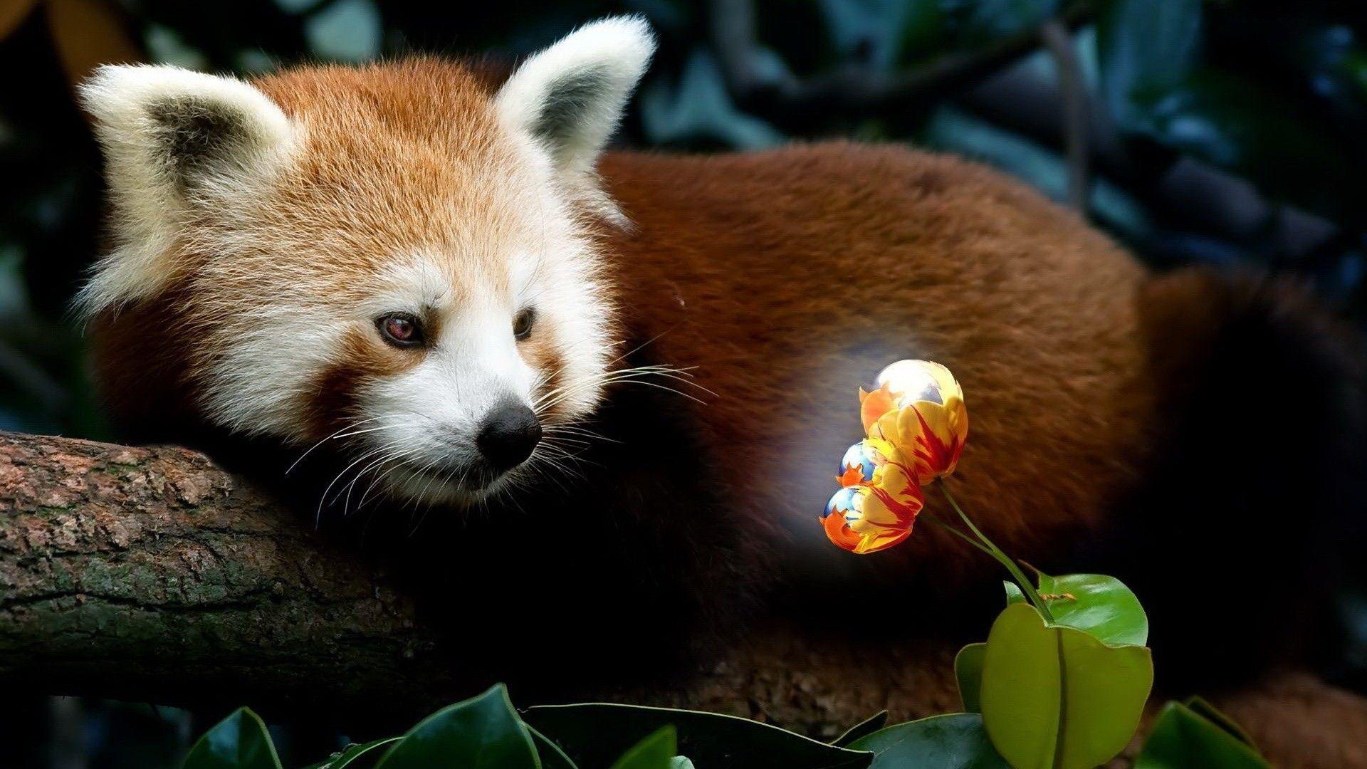 Firefox animals plants red pandas wallpaper