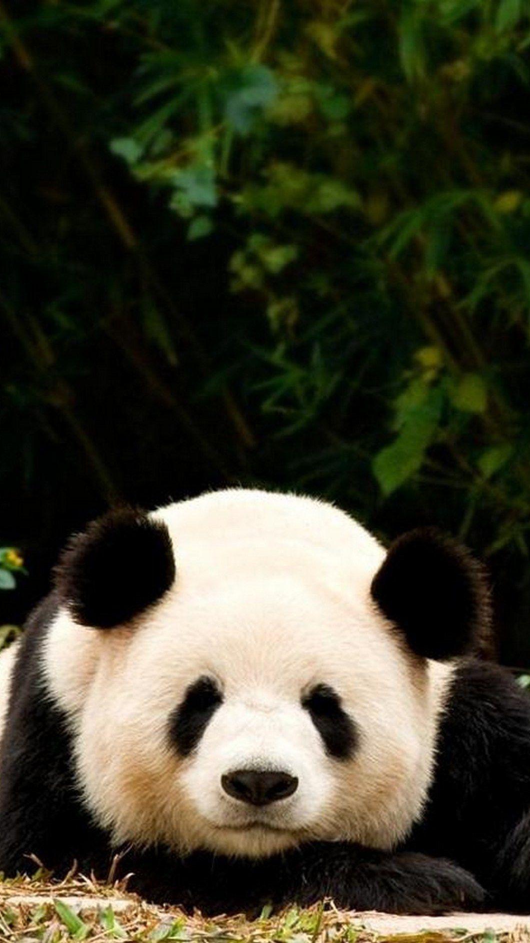 Panda Wallpaper iPhone 7