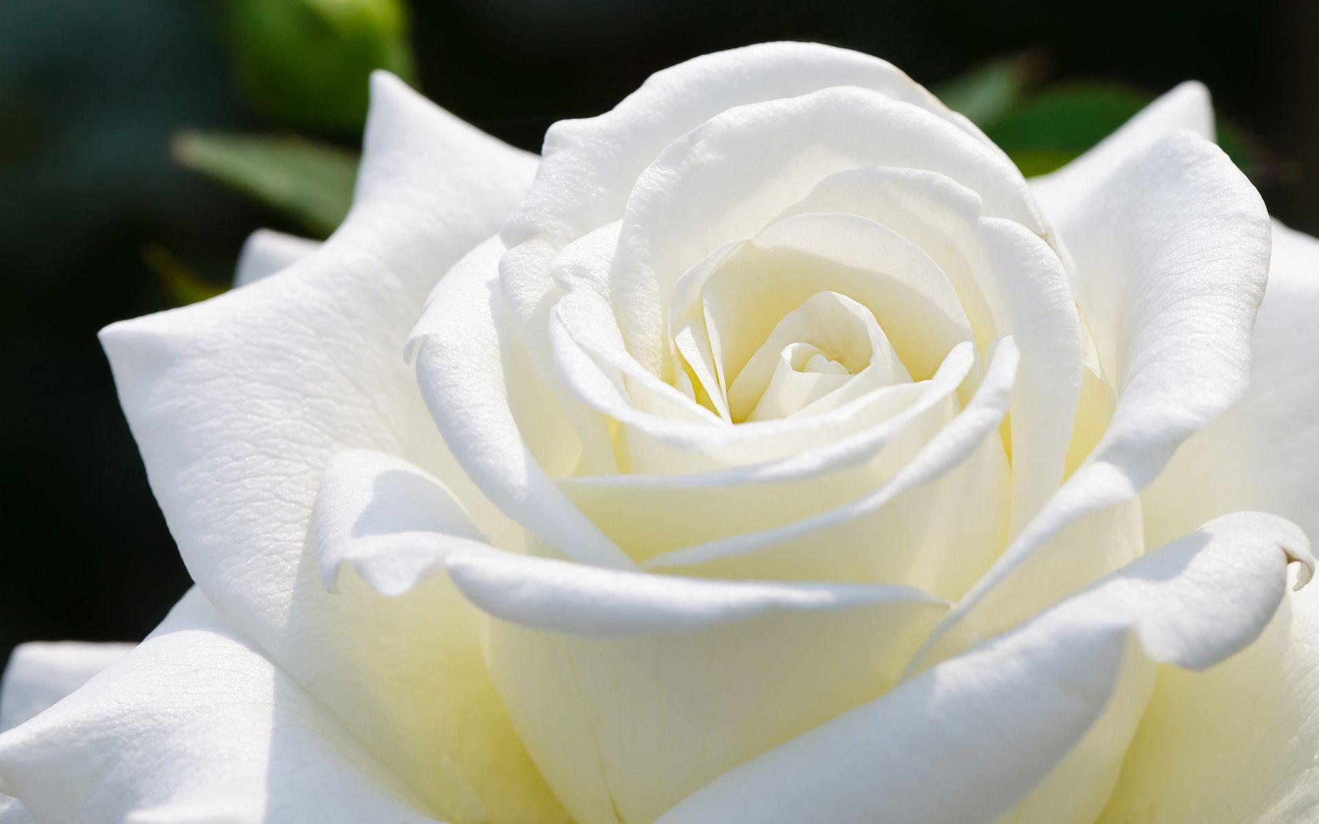 Beautiful White Rose Wallpapers - Wallpaper Cave