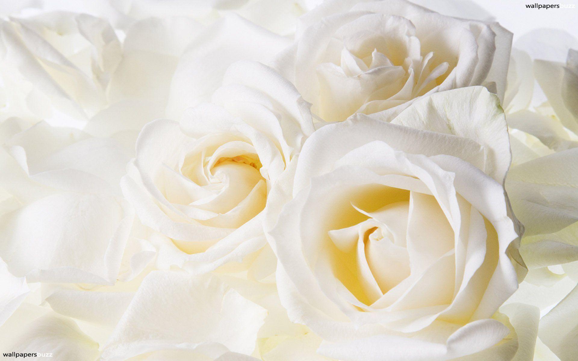 Beautiful White Roses ♥. Roses 3 ❤. Rose wallpaper