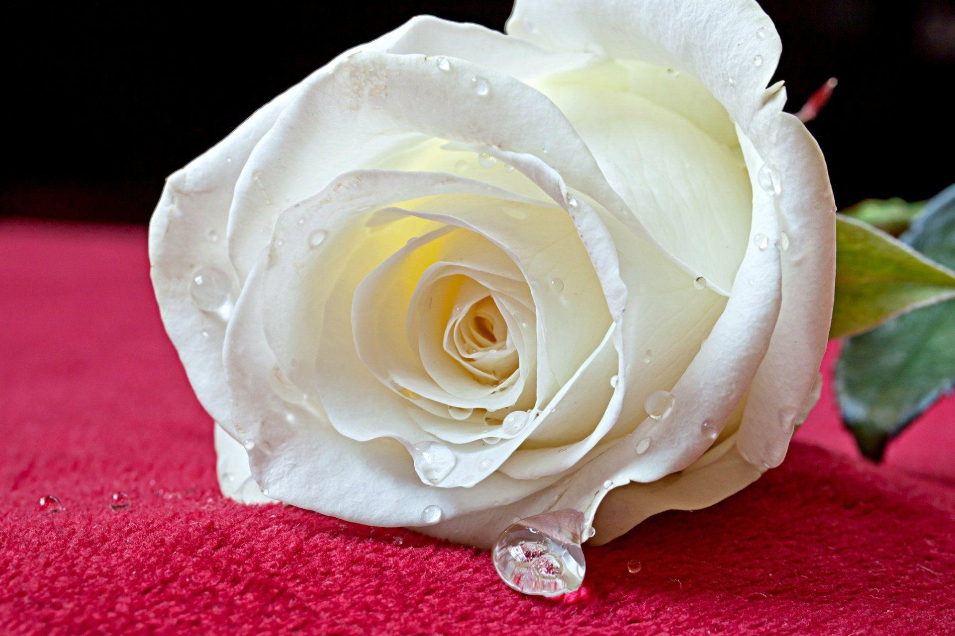 Widescreen Most Beautiful White Rose High Quality Desktop Image HD