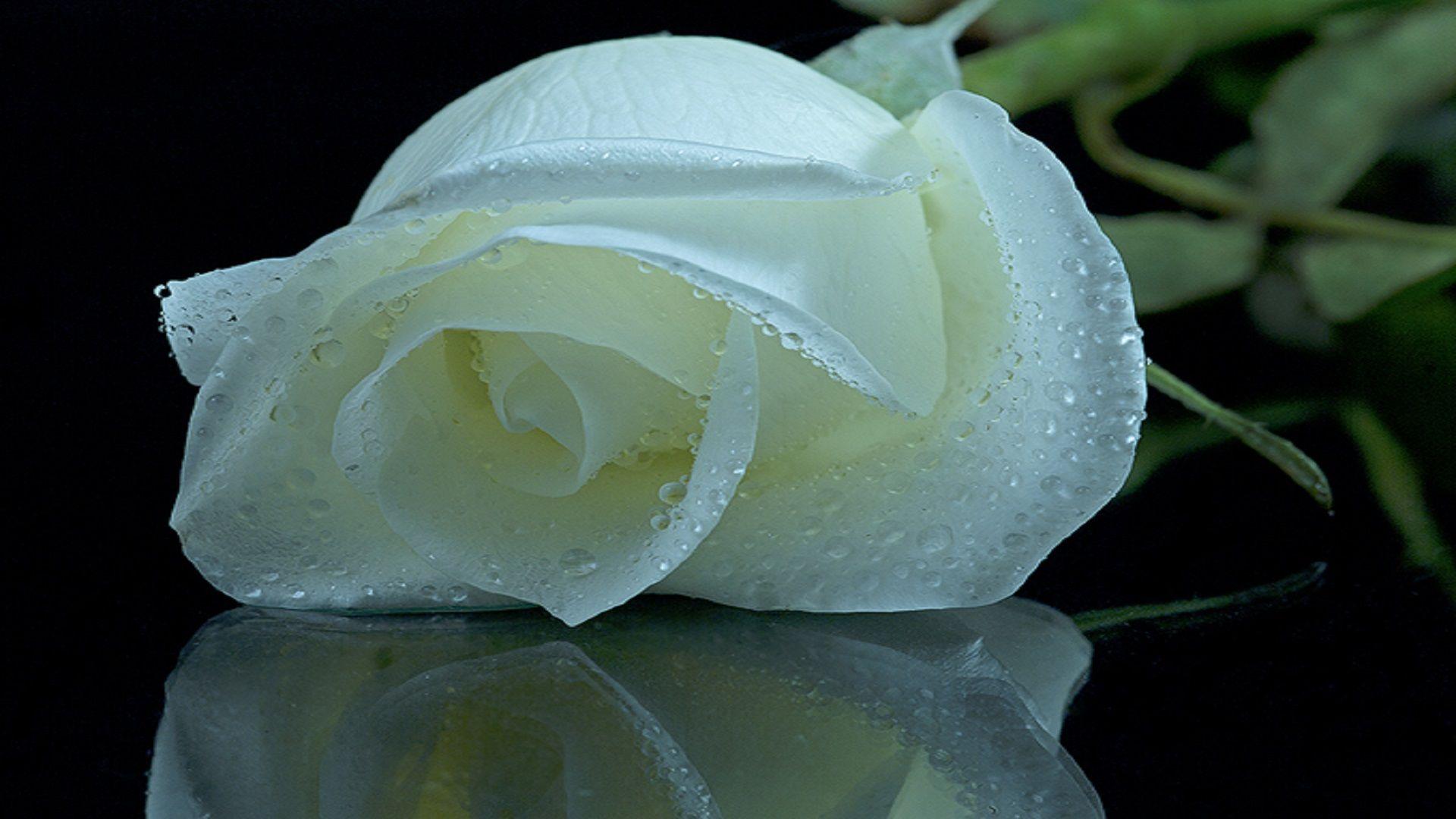 White roses wallpaper free download hd