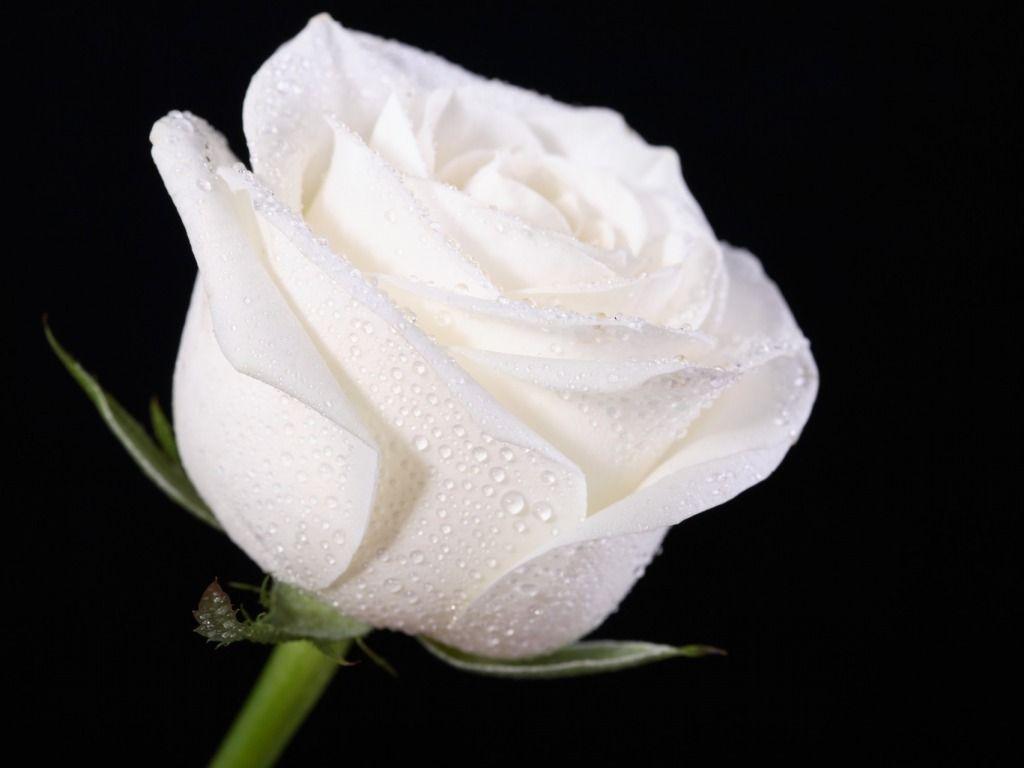 White Rose Wallpaper, HDQ Beautiful White Rose Image & Wallpaper