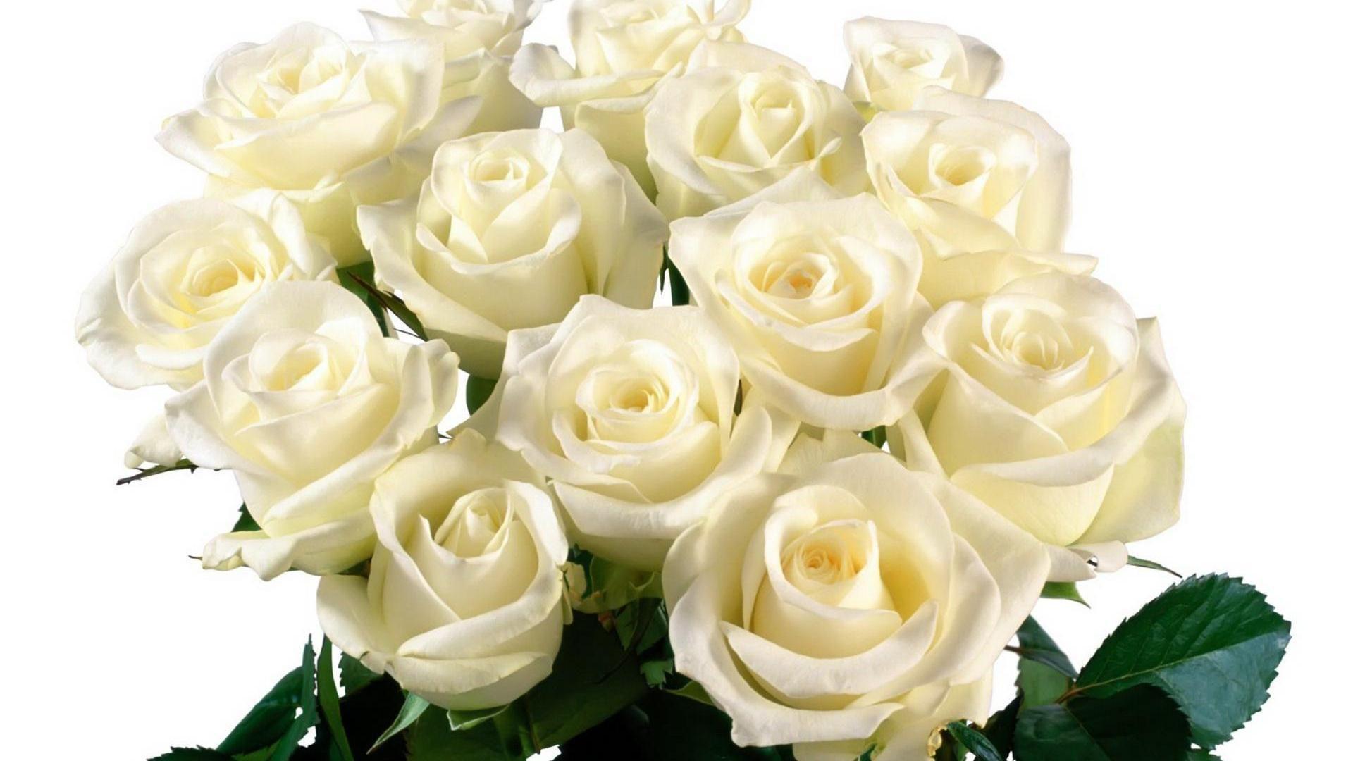 nice beautiful white roses HD free wallpaper. HD Wallpaper