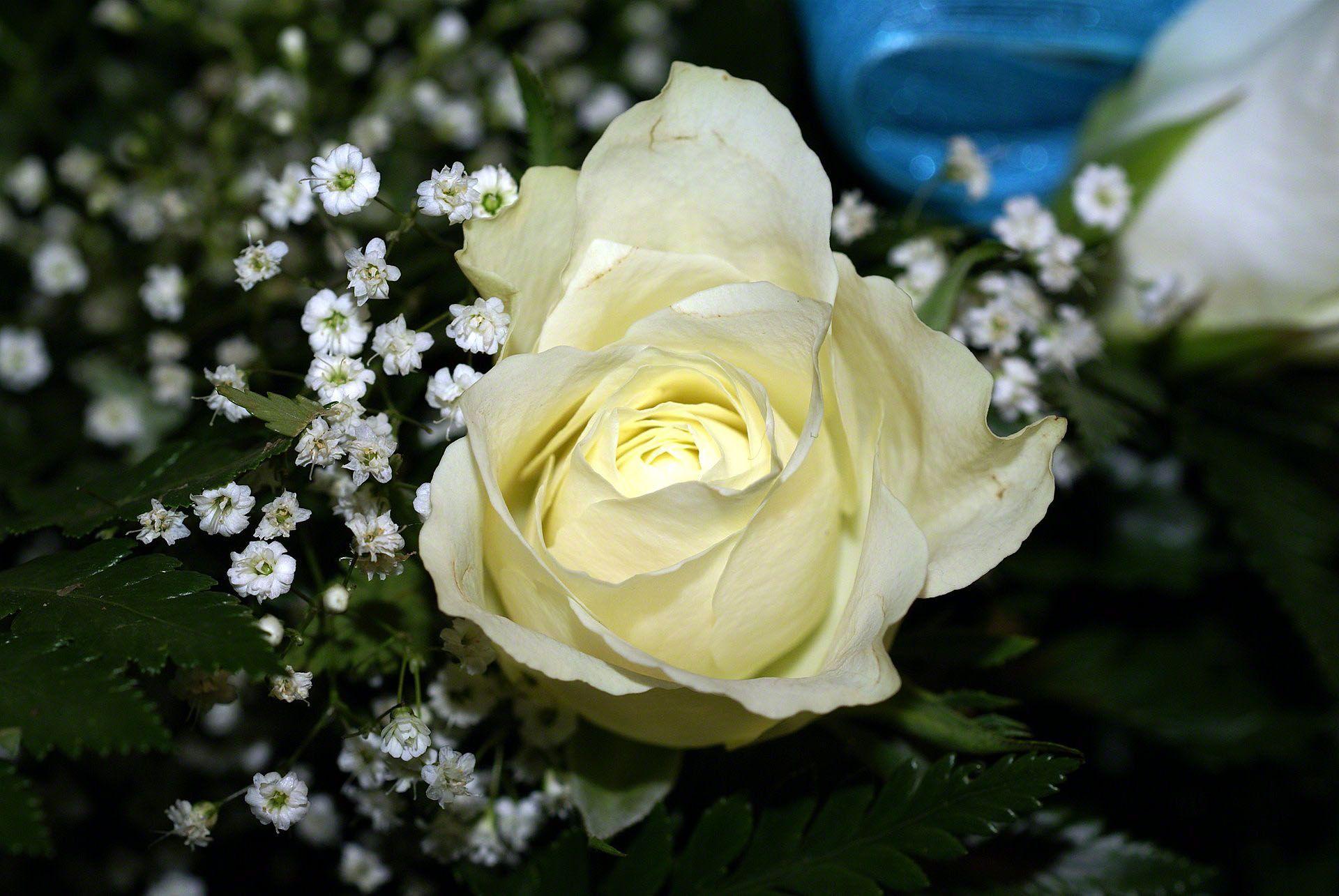 beautiful White rose