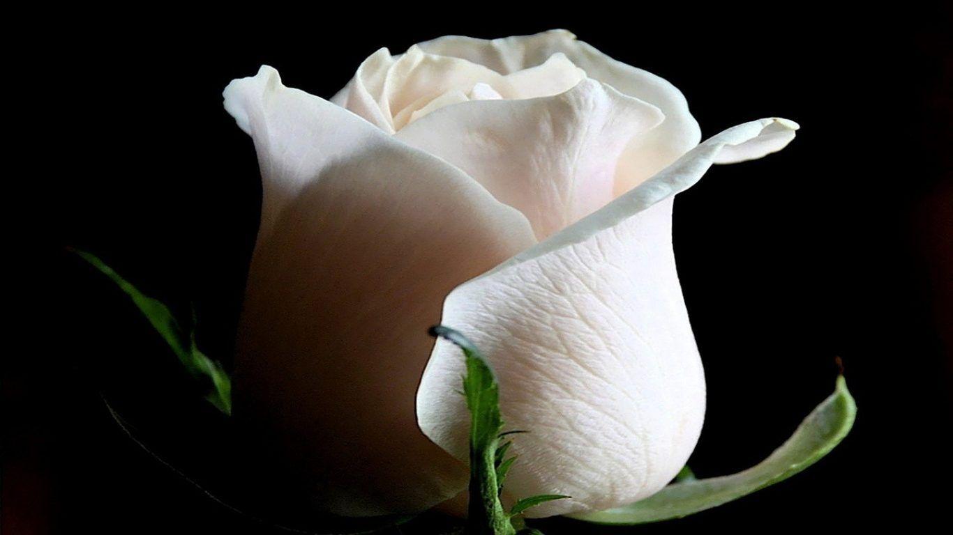 Flowers: White Rose Beautiful Flower Desktop Wallpaper HD Nature