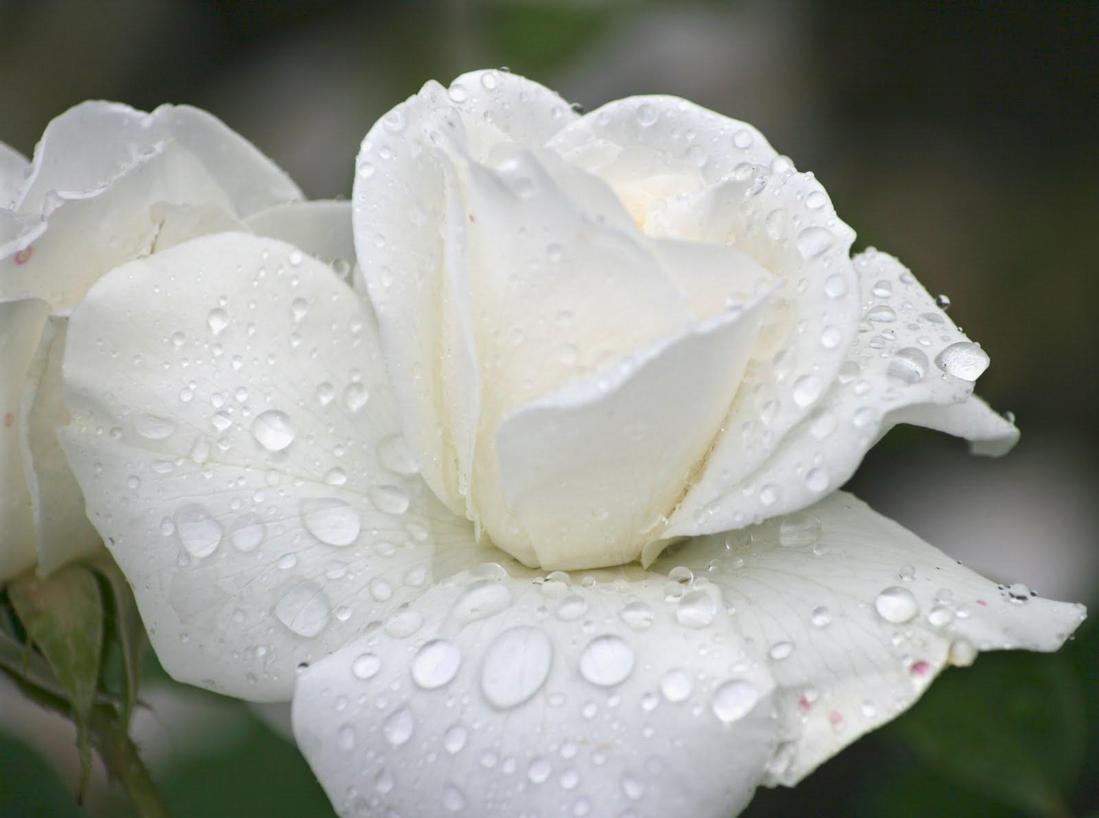 Flower Photo: White Rose with Raindrops